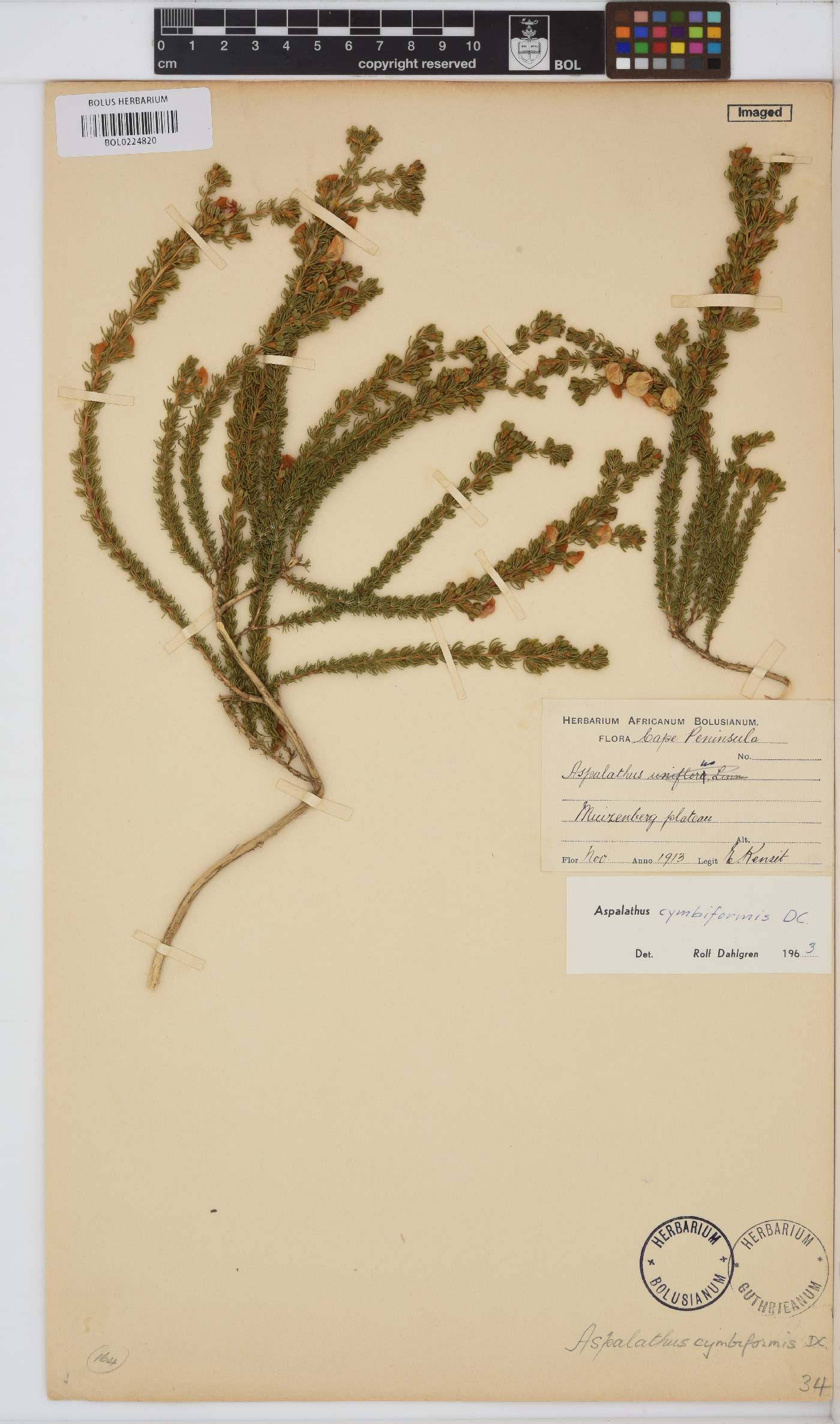 Aspalathus cymbiformis image