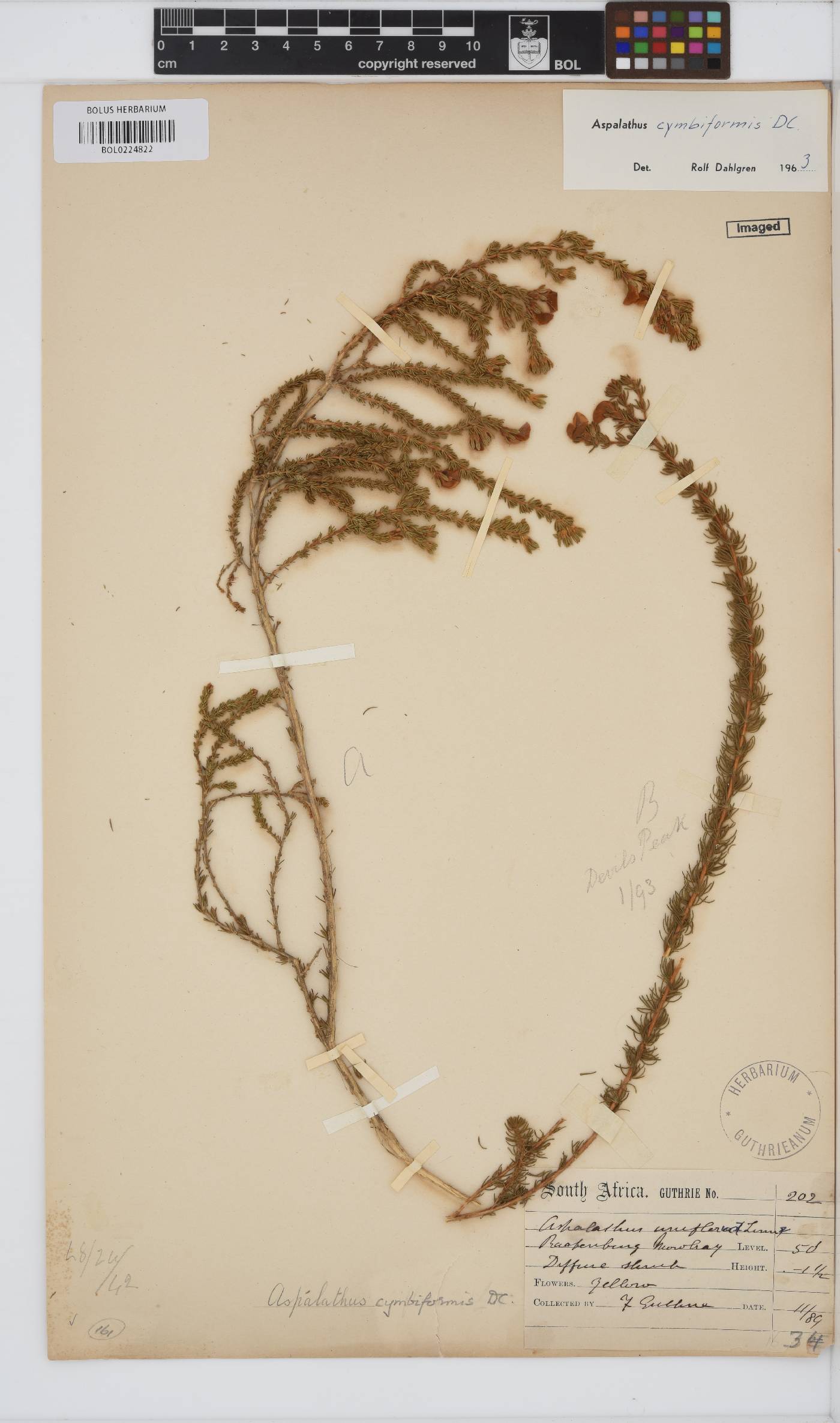 Aspalathus cymbiformis image