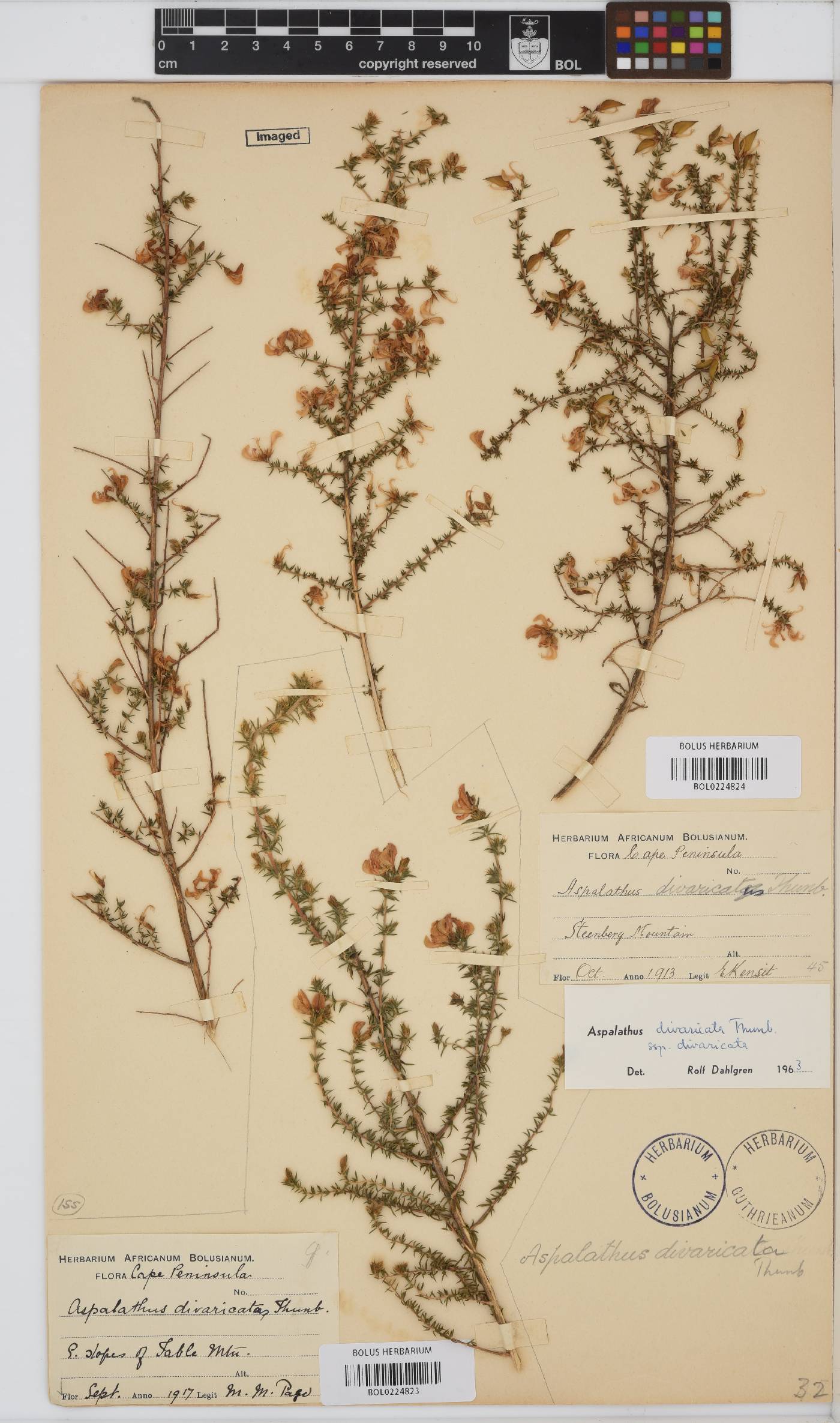 Aspalathus divaricata image