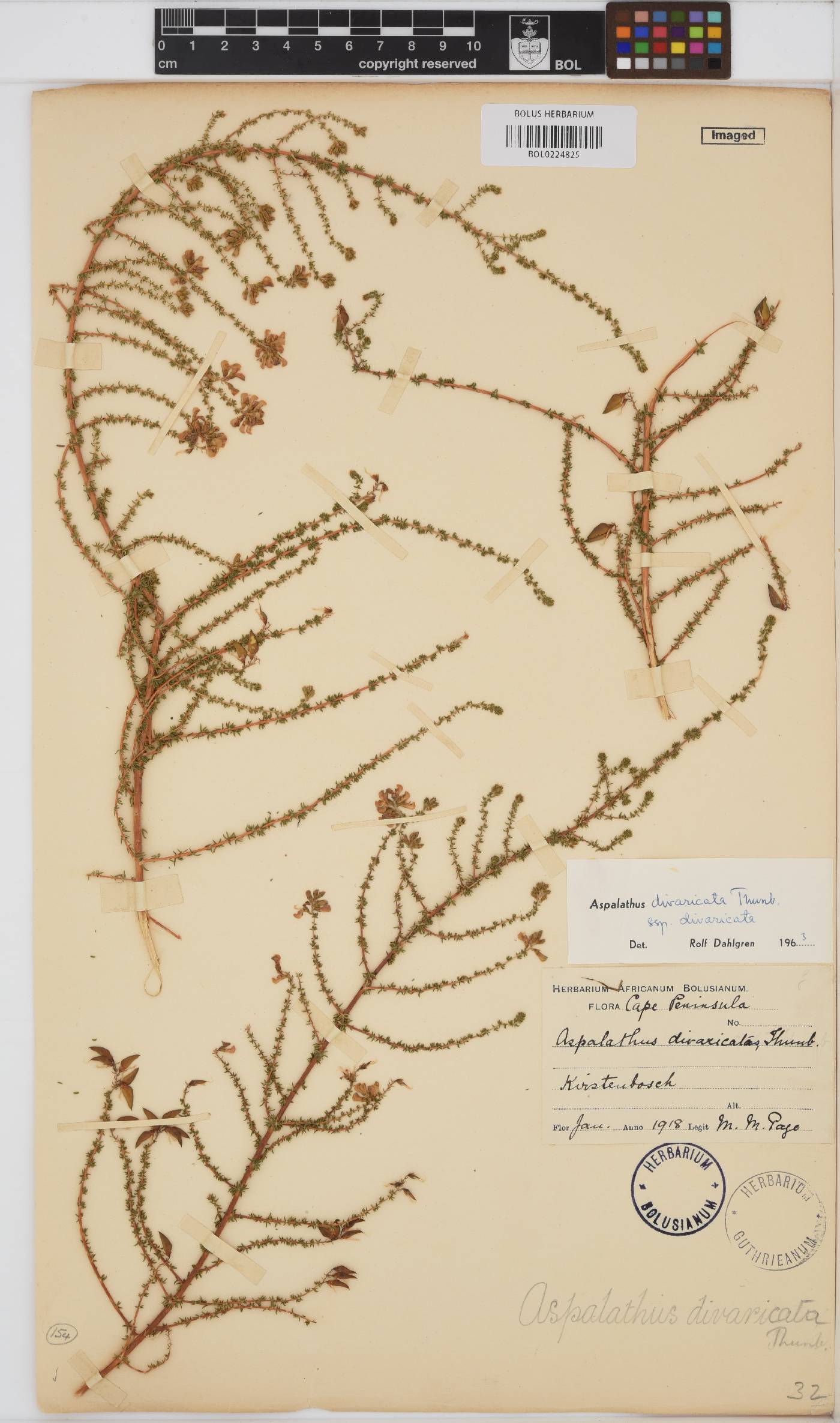 Aspalathus divaricata subsp. divaricata image