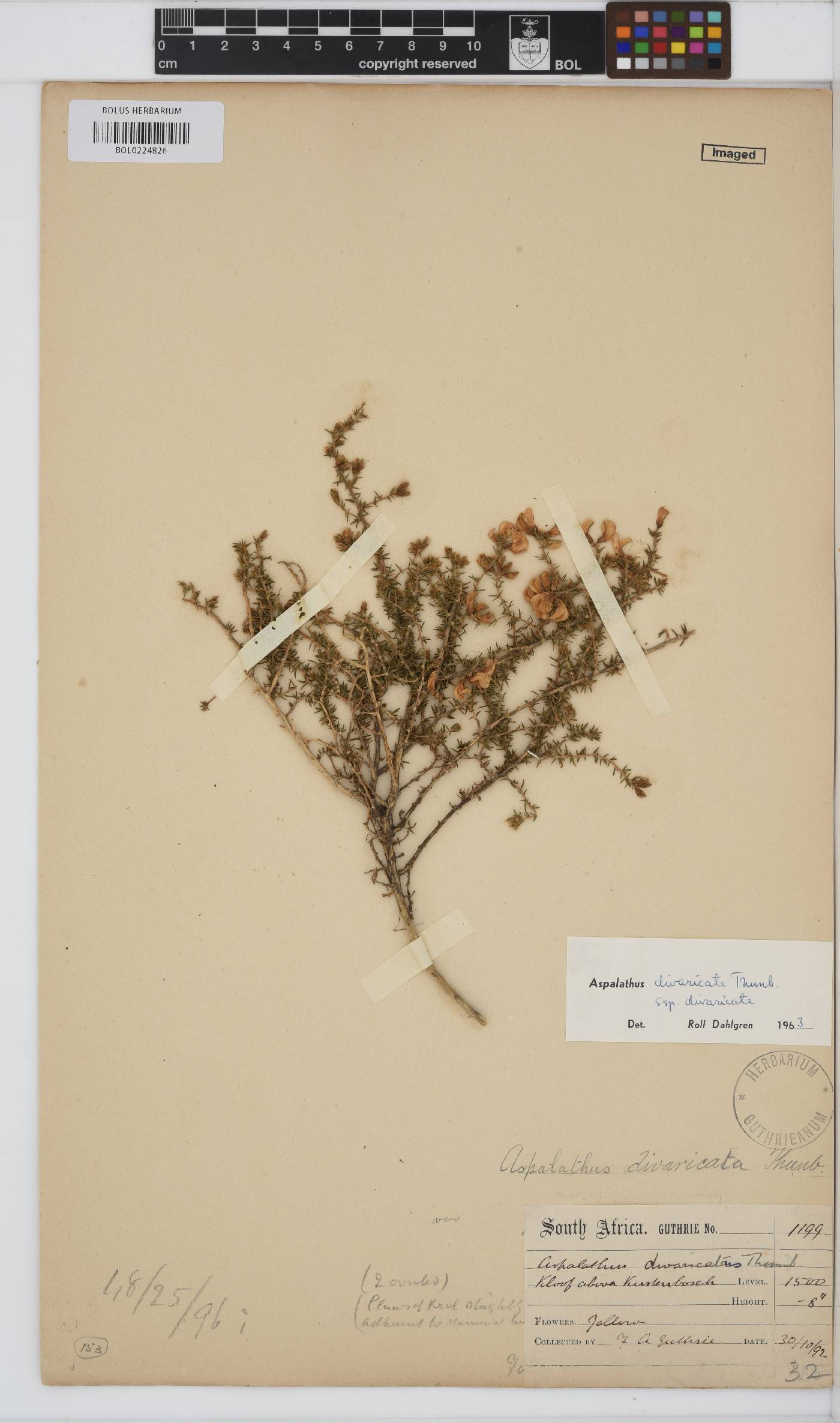 Aspalathus divaricata subsp. divaricata image