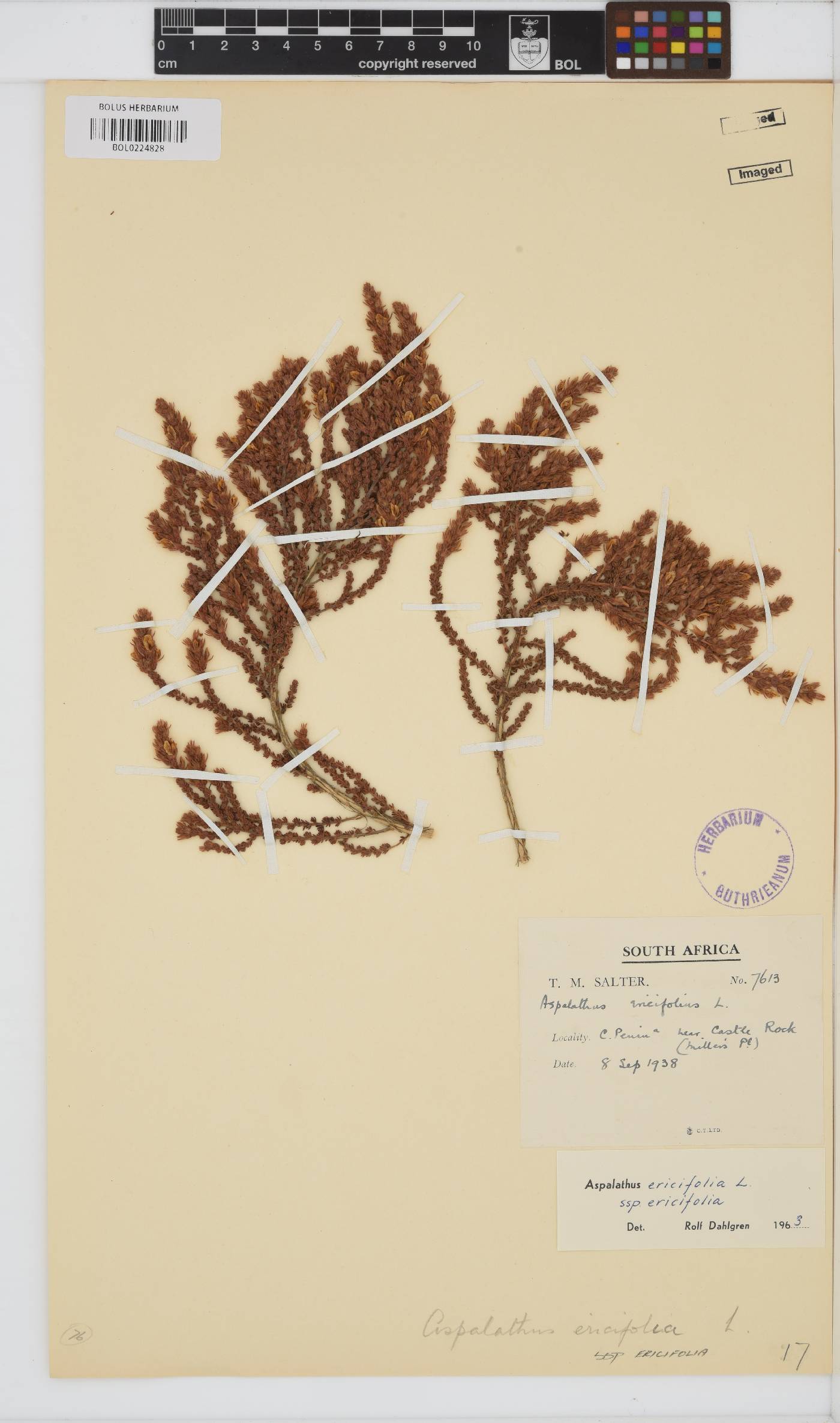 Aspalathus ericifolia image
