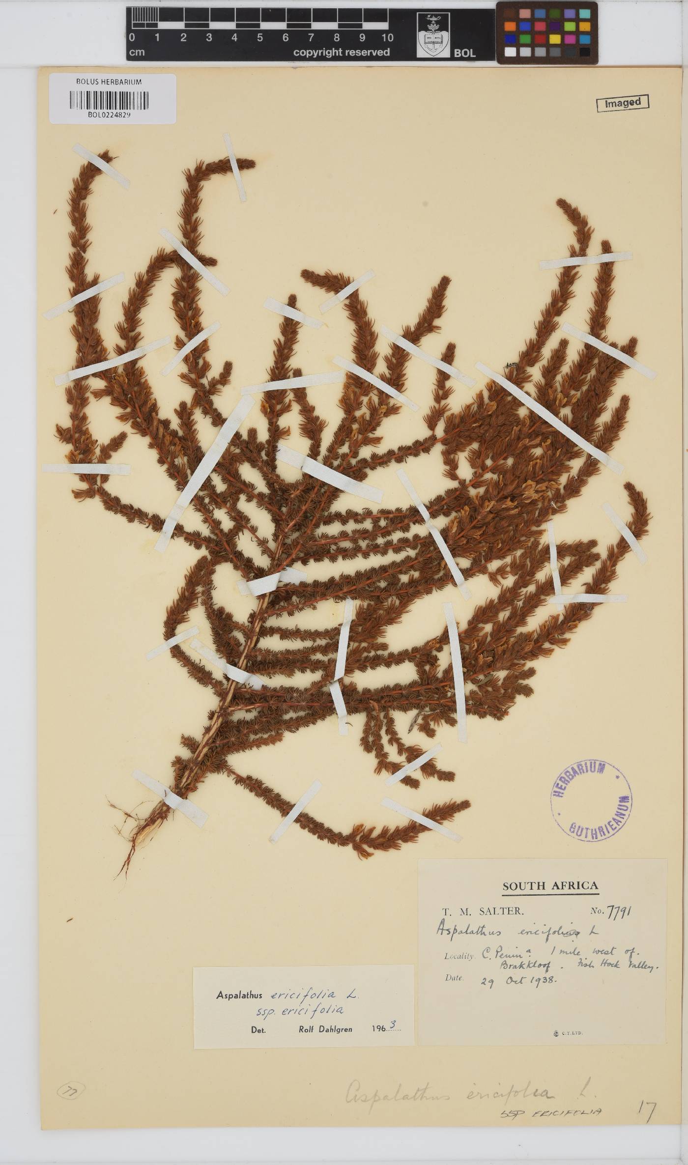 Aspalathus ericifolia subsp. ericifolia image