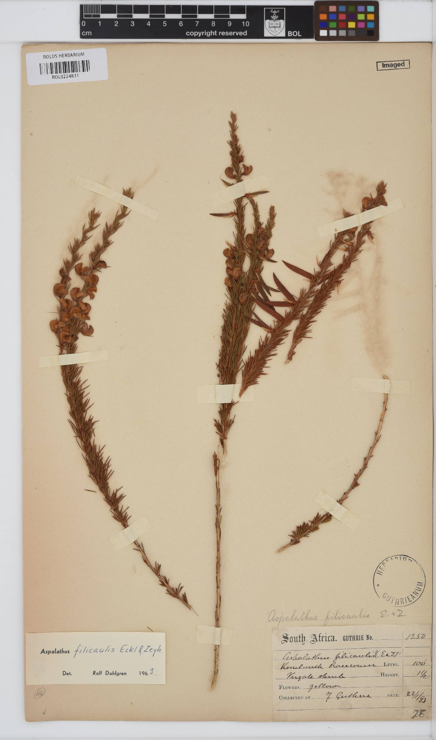 Aspalathus filicaulis image