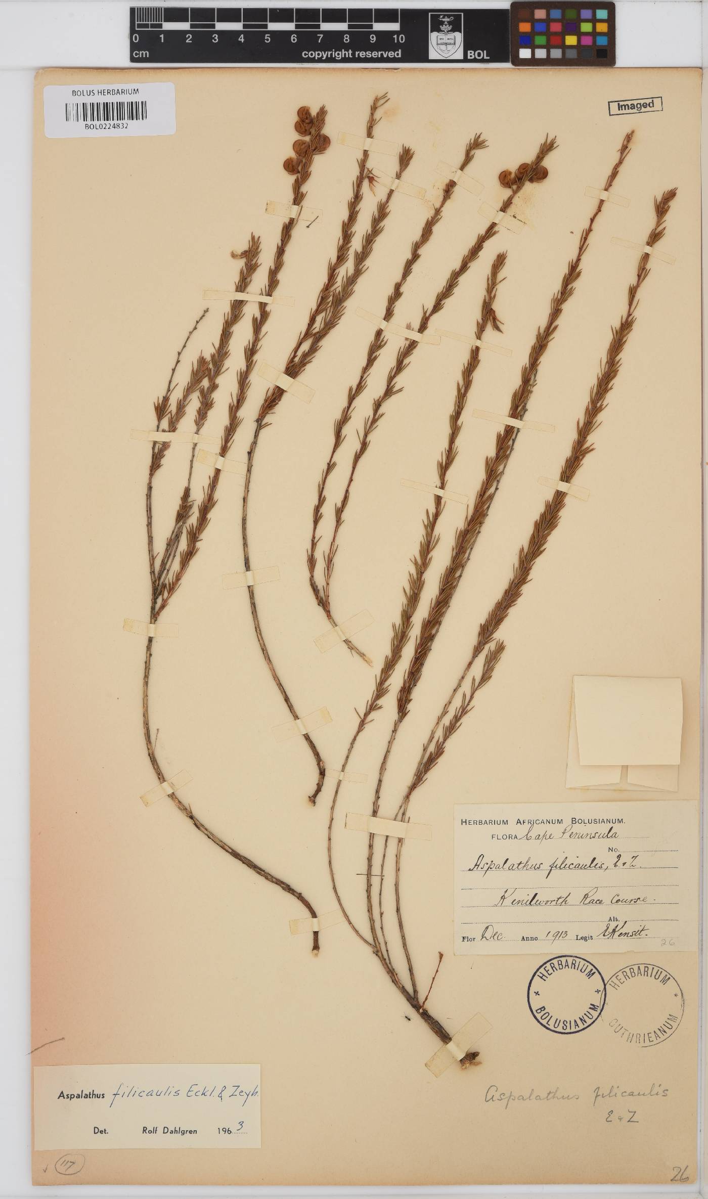 Aspalathus filicaulis image