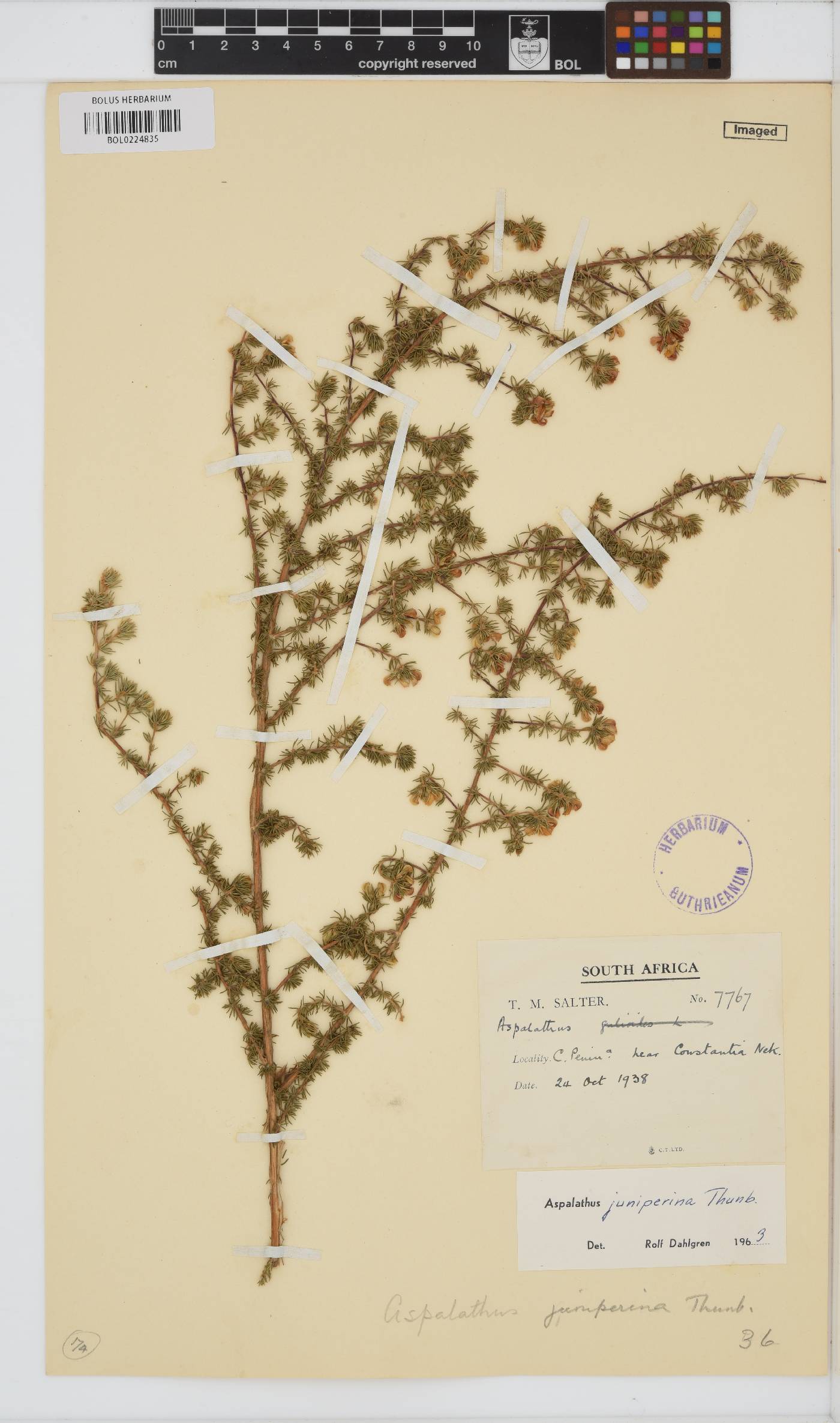 Aspalathus juniperina image
