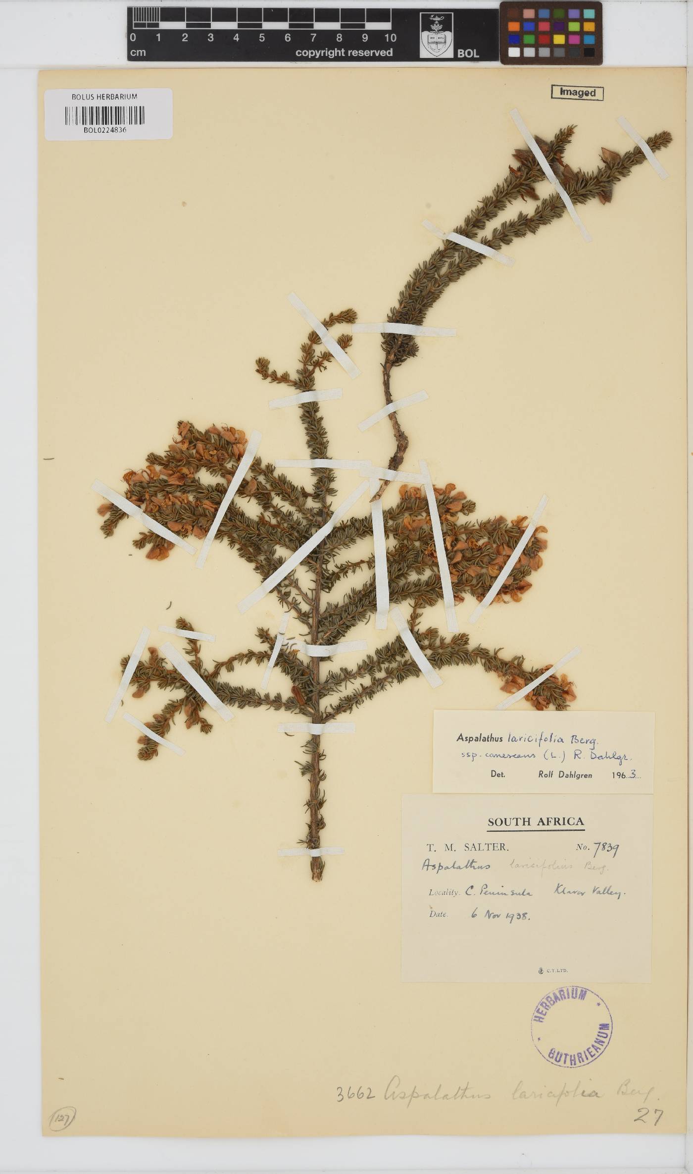 Aspalathus laricifolia subsp. canescens image