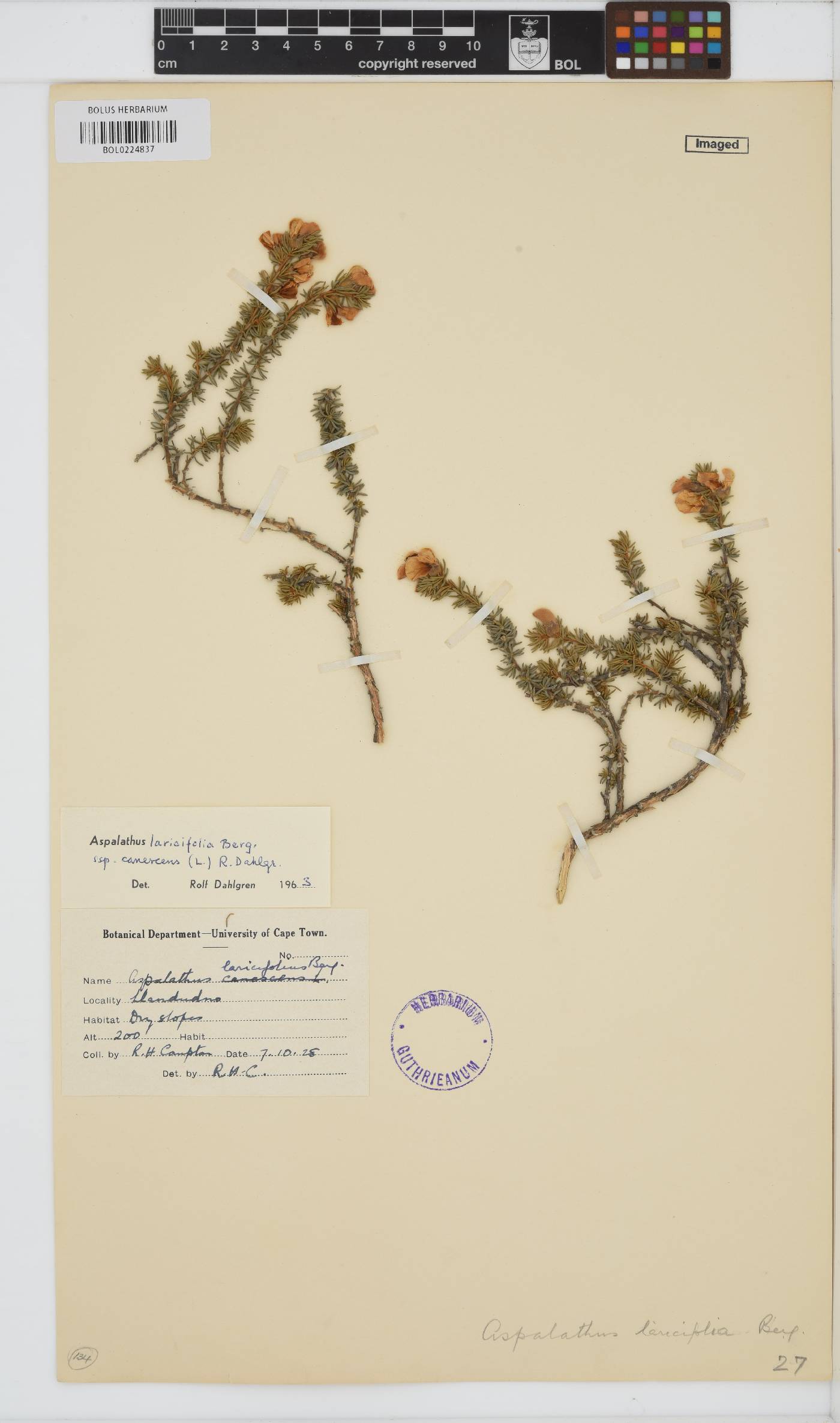 Aspalathus laricifolia subsp. canescens image