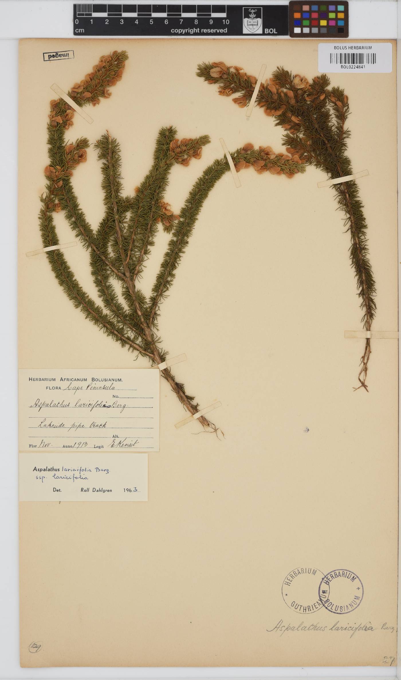 Aspalathus laricifolia image
