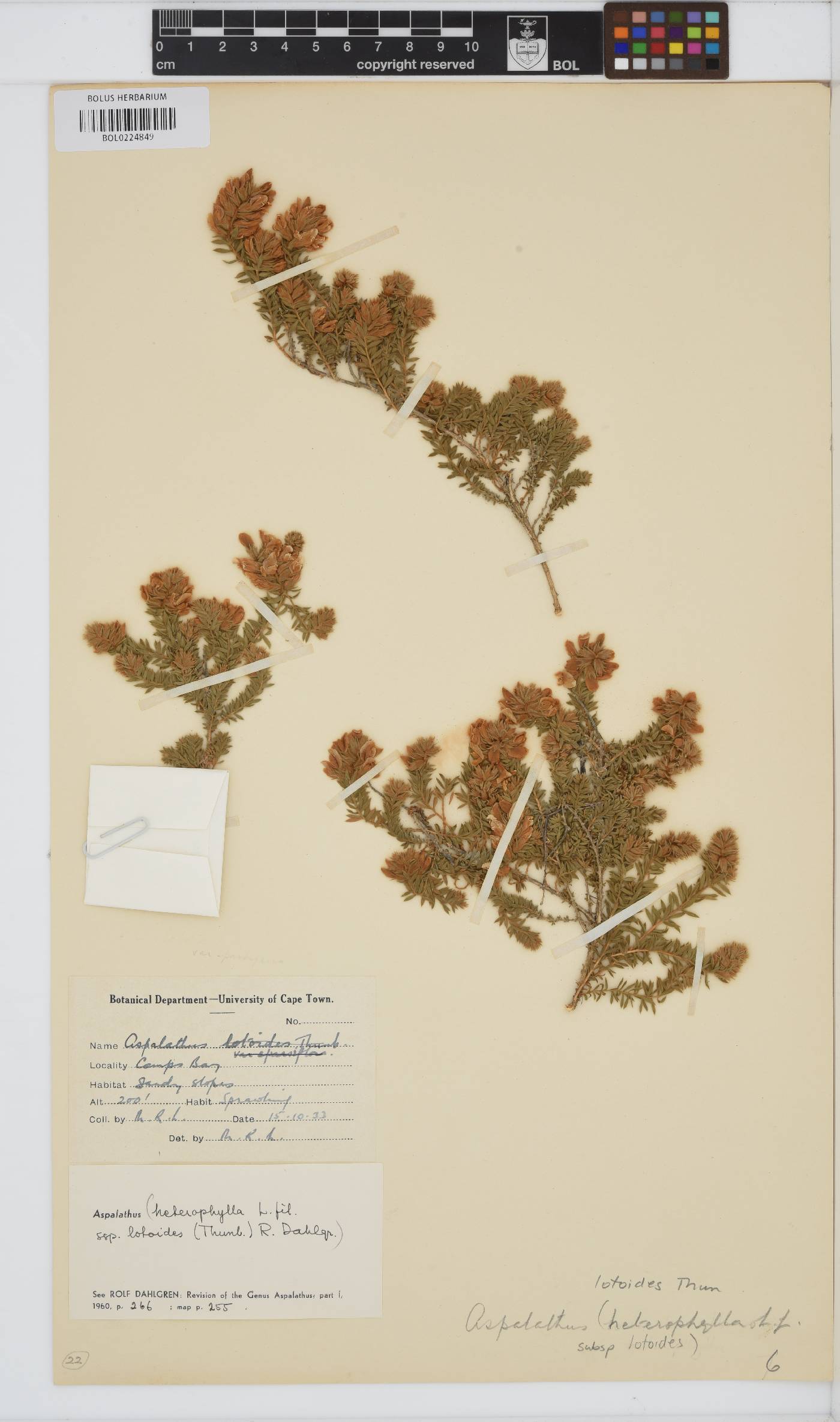 Aspalathus lotoides subsp. lotoides image