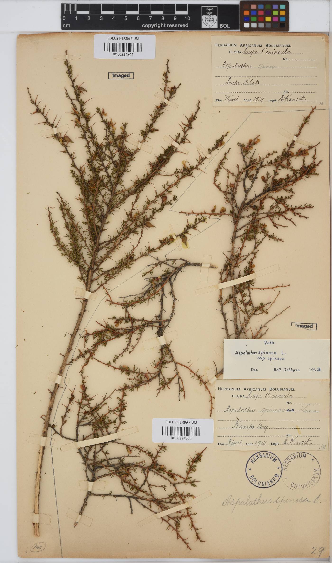 Aspalathus spinosa image