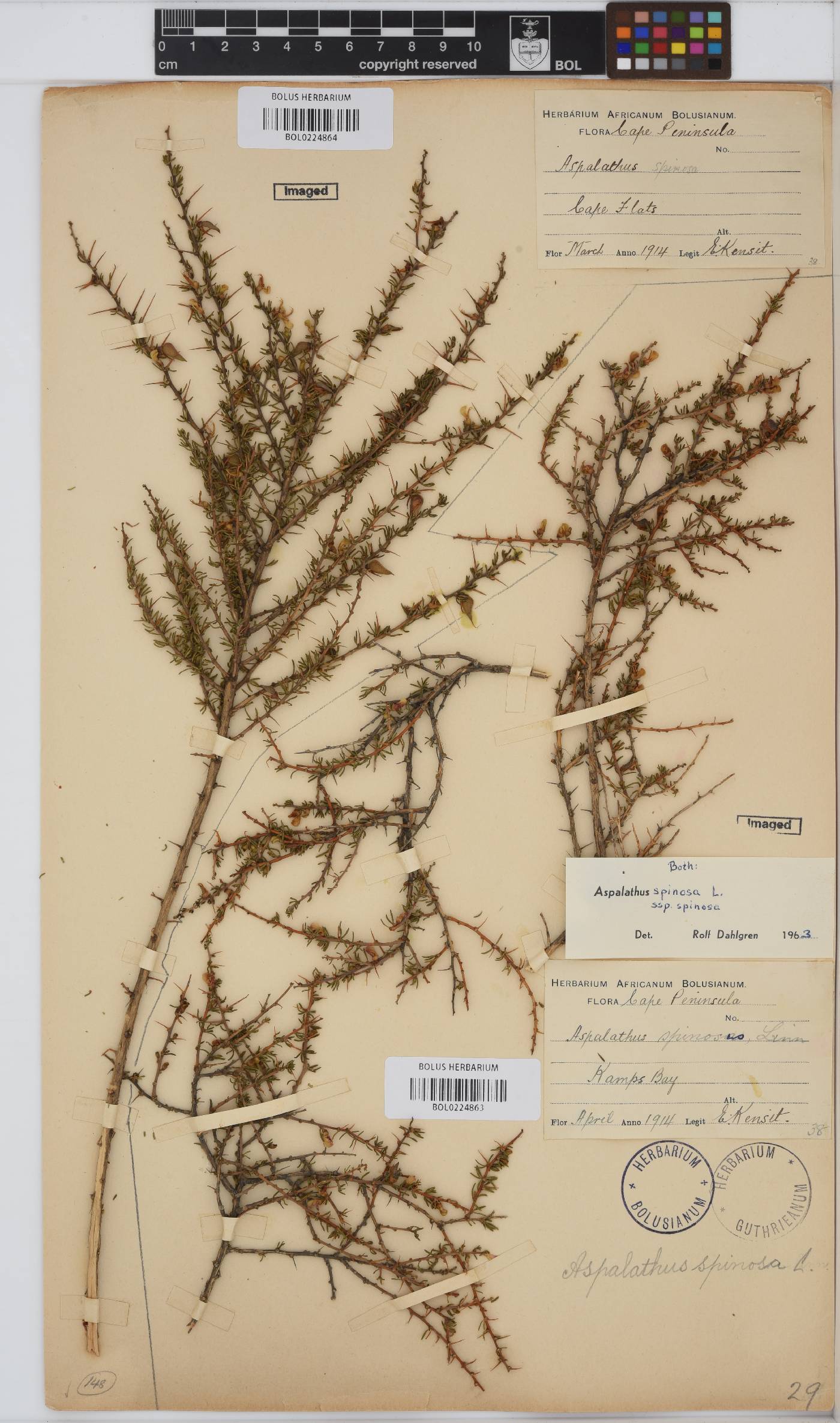 Aspalathus spinosa image