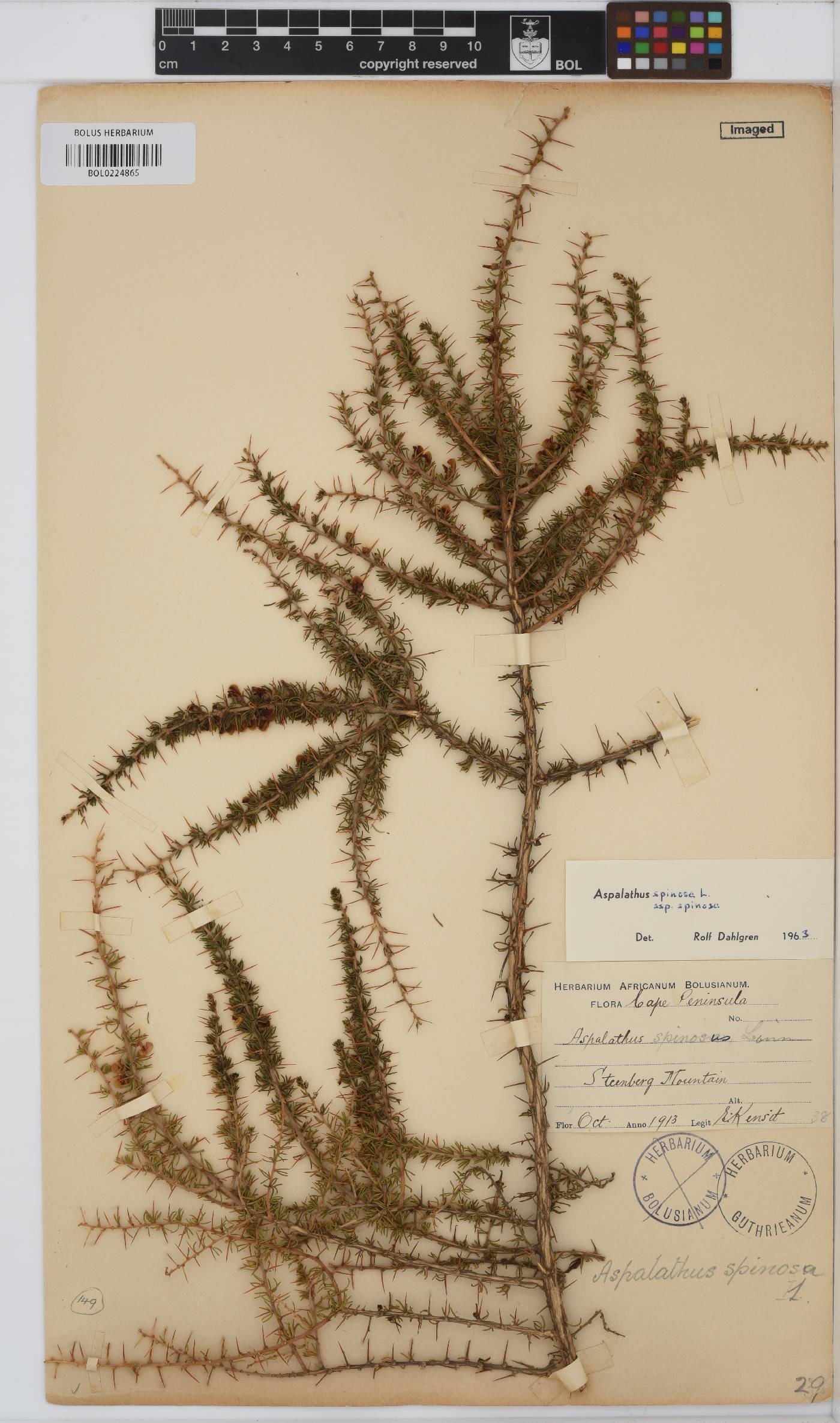Aspalathus spinosa image