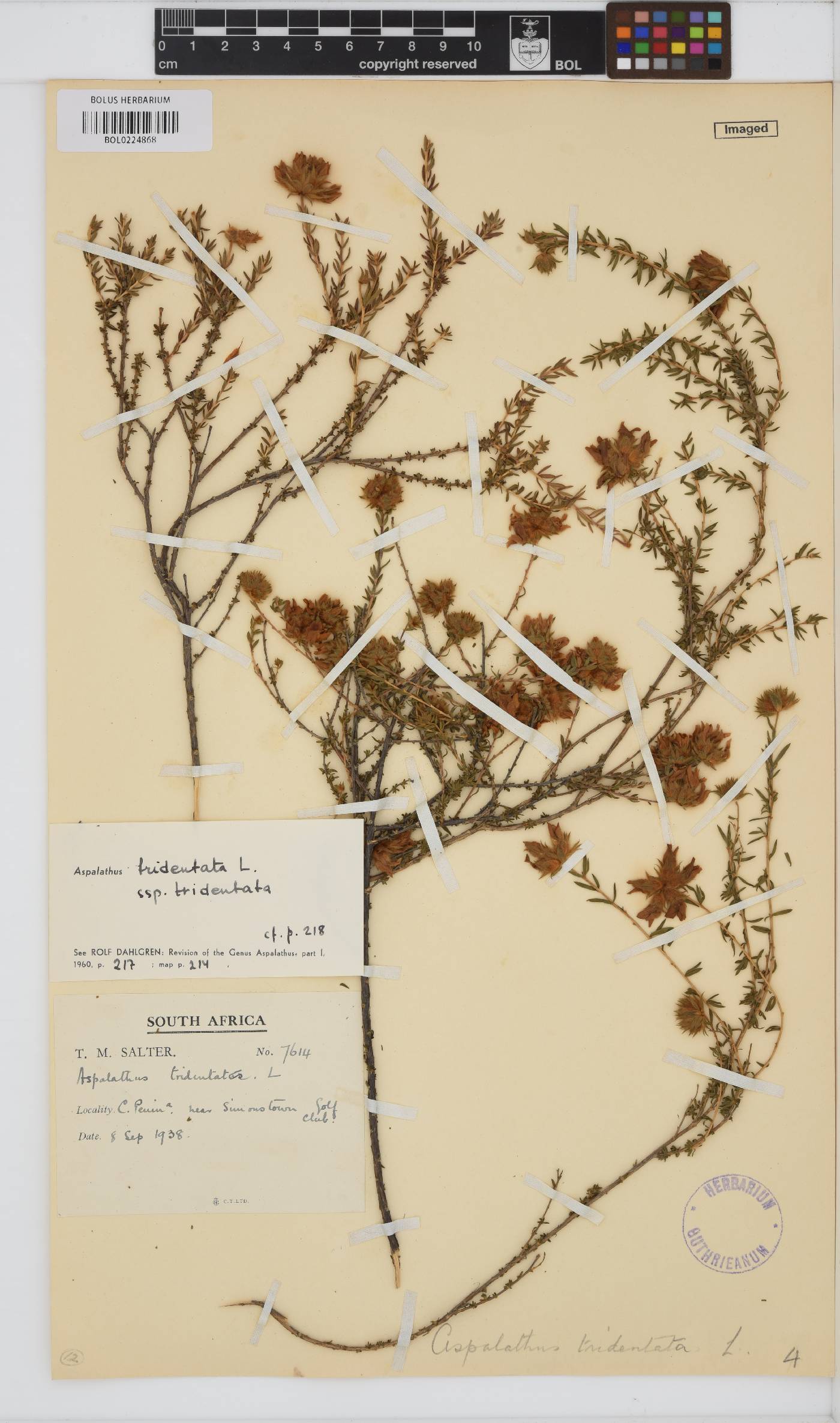Aspalathus tridentata image