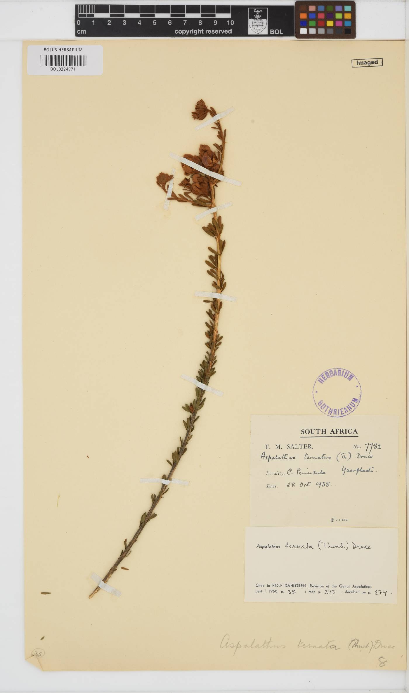 Aspalathus ternata image