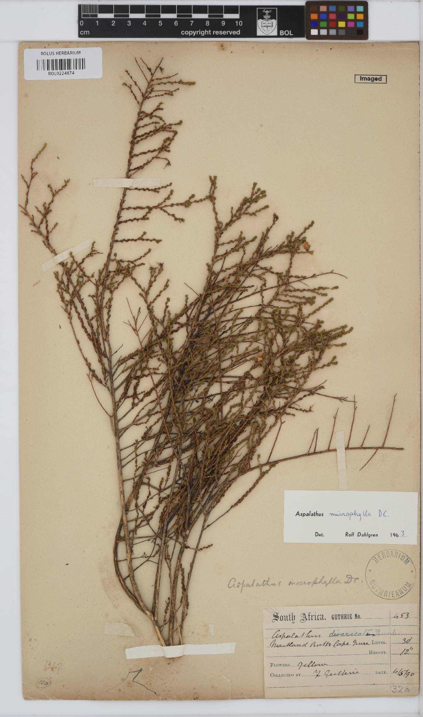 Aspalathus microphylla image