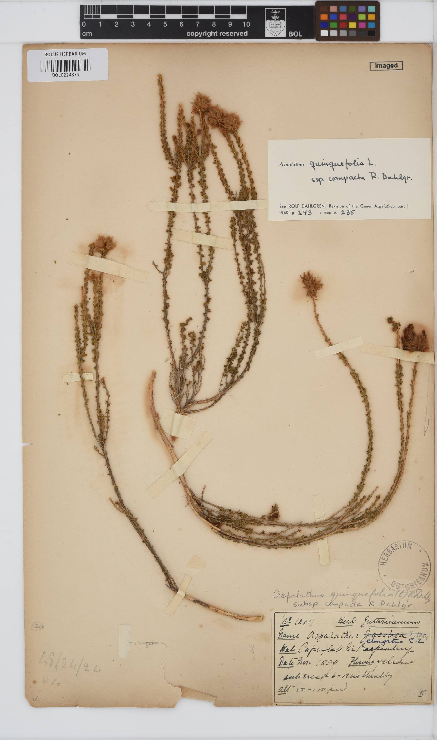 Aspalathus quinquefolia subsp. compacta image