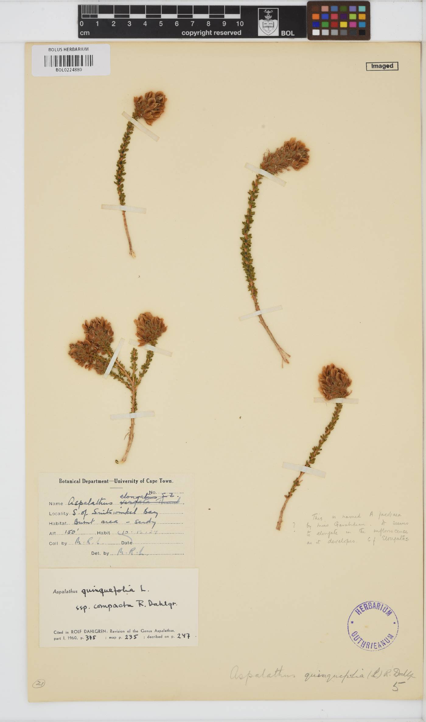 Aspalathus quinquefolia subsp. compacta image