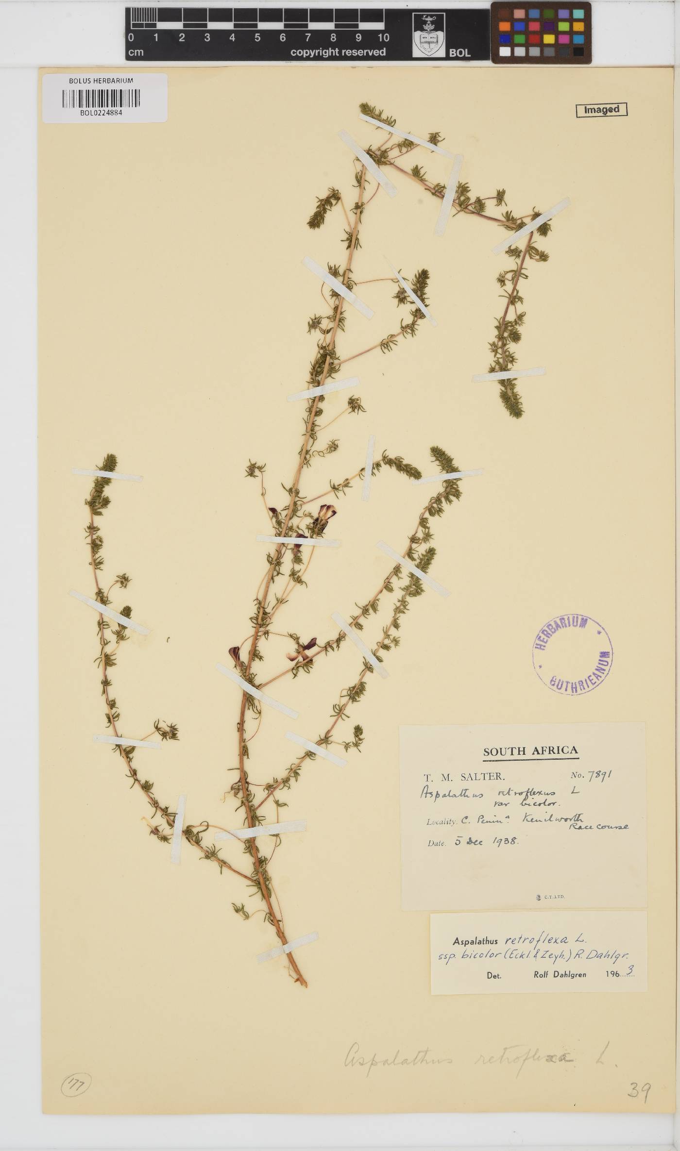 Aspalathus retroflexa subsp. bicolor image