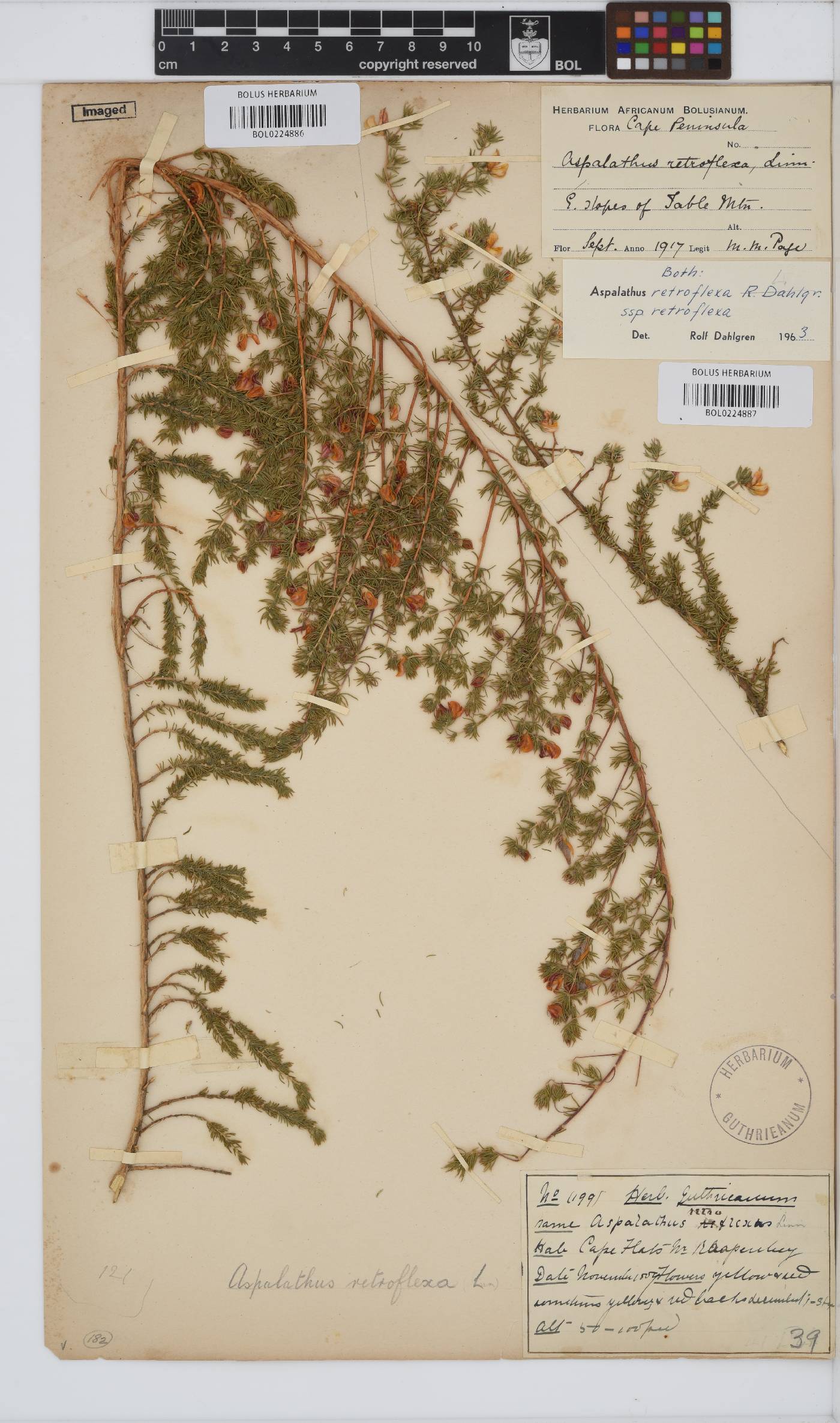 Aspalathus retroflexa subsp. retroflexa image
