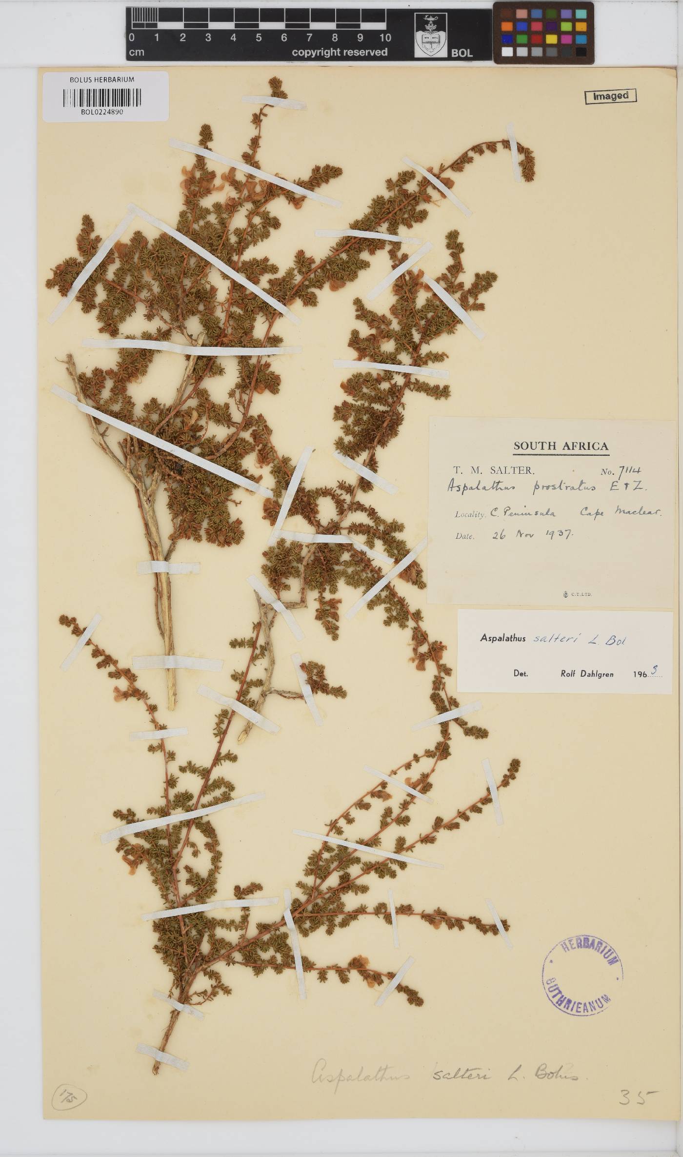 Aspalathus salteri image