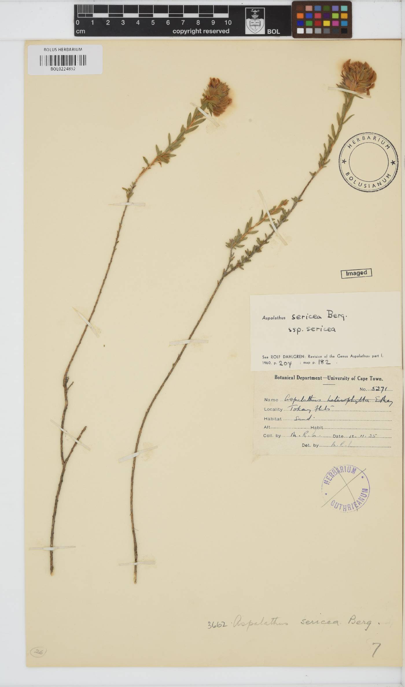 Aspalathus sericea image