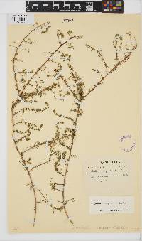 Aspalathus serpens image