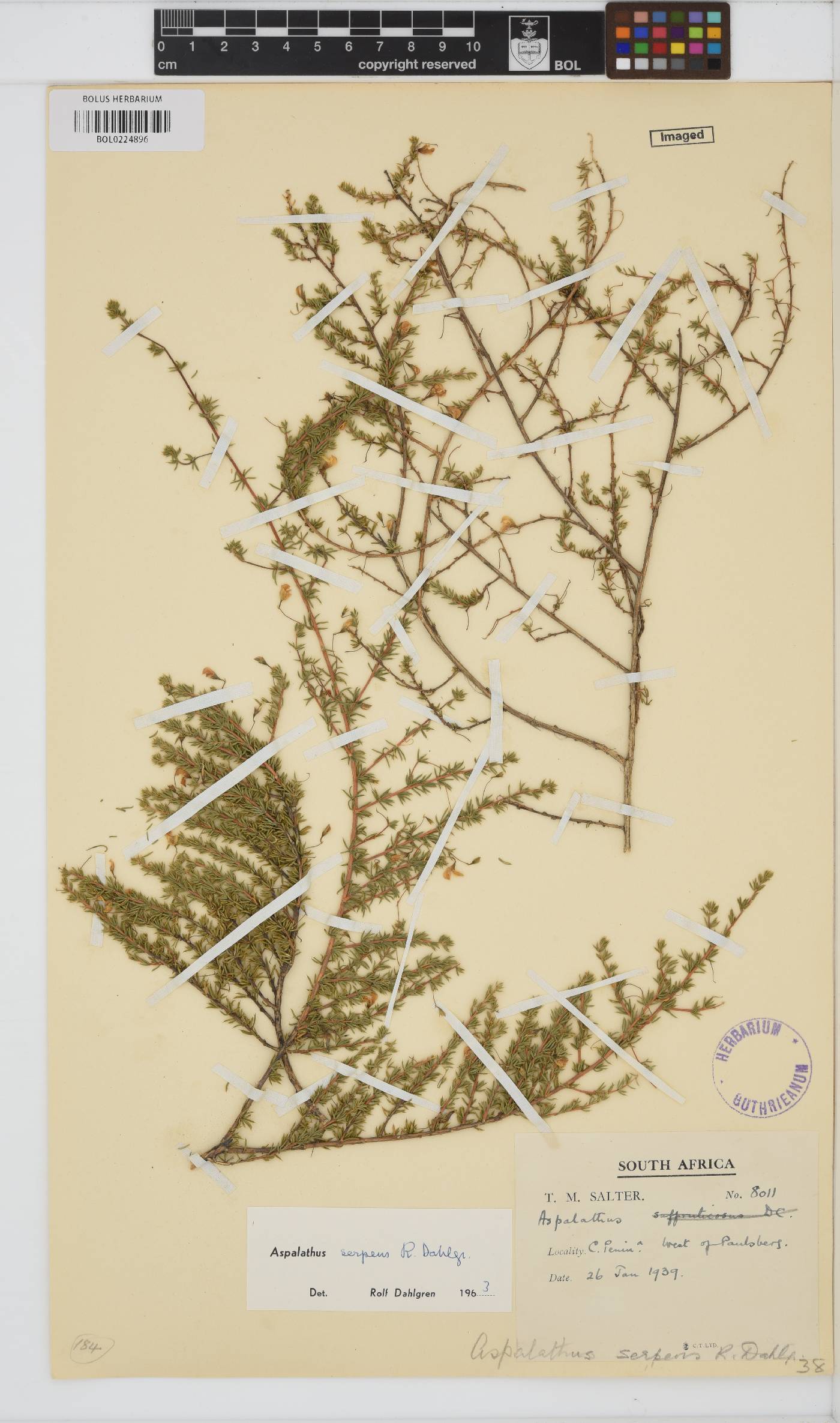 Aspalathus serpens image