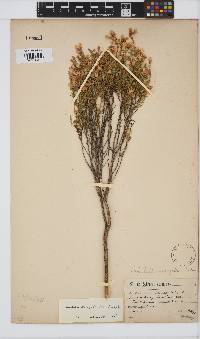 Aspalathus variegata image
