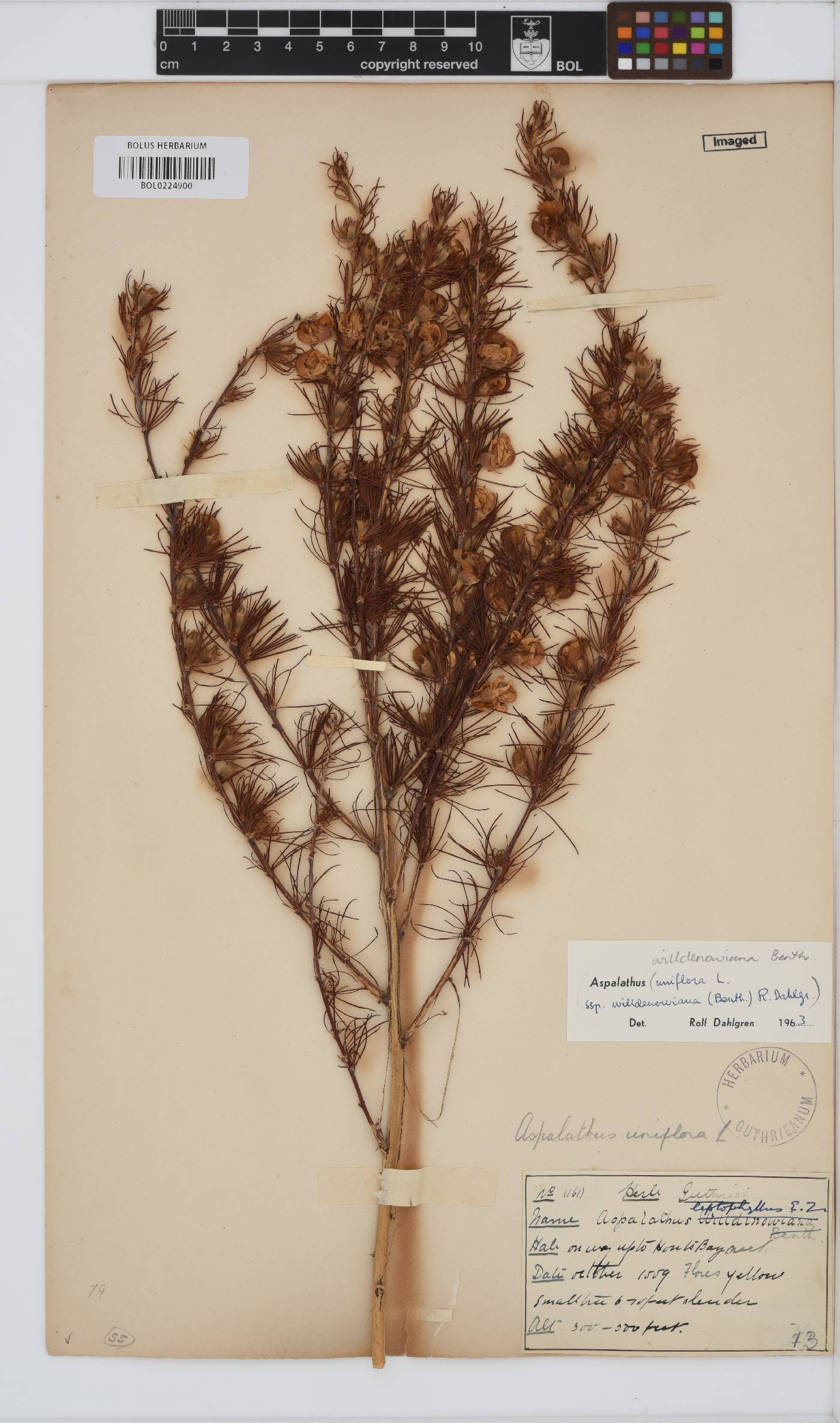 Aspalathus willdenowiana image