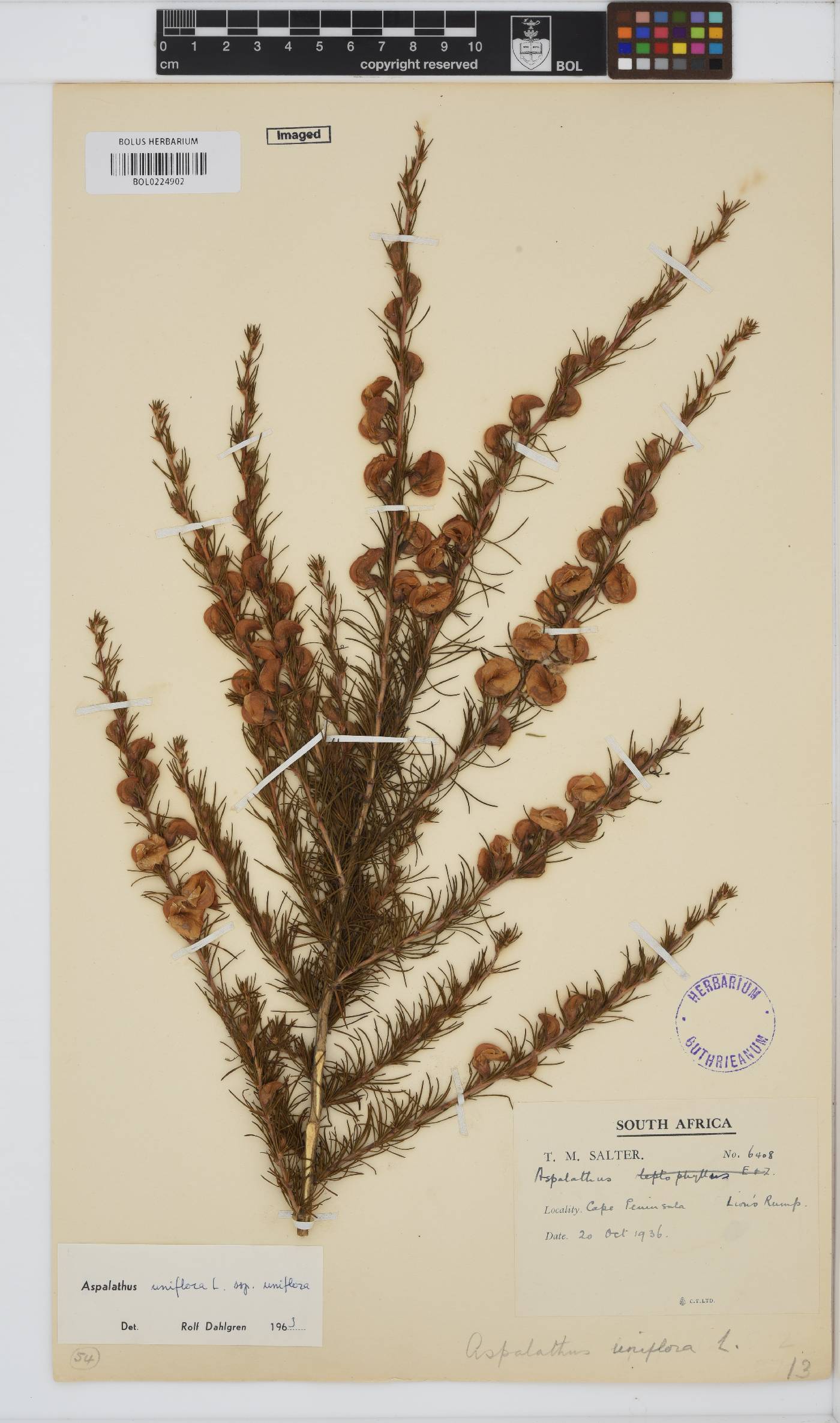 Aspalathus uniflora image