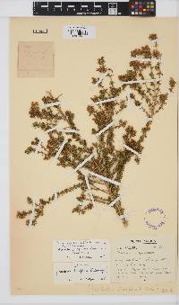 Aspalathus araneosa image