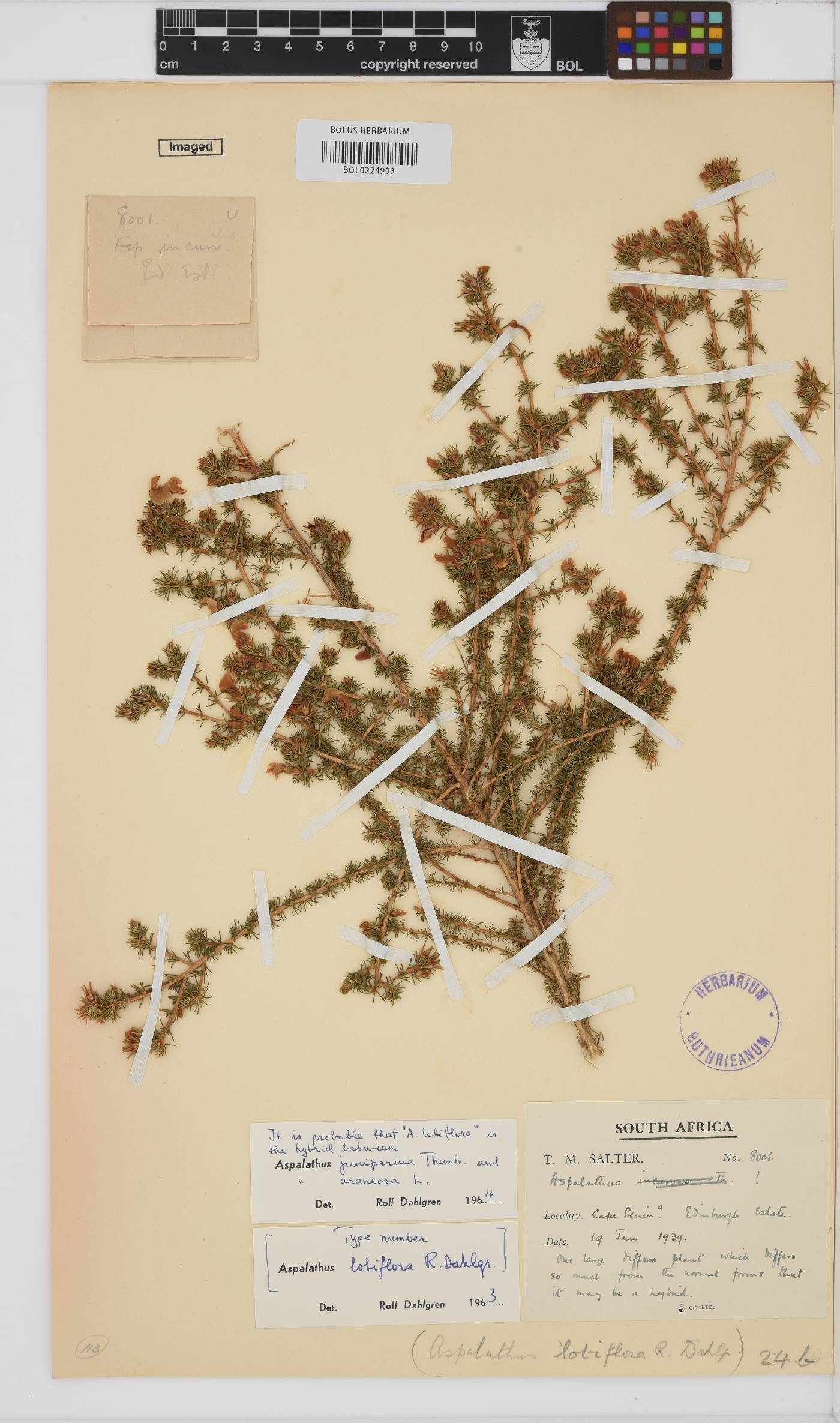 Aspalathus araneosa image