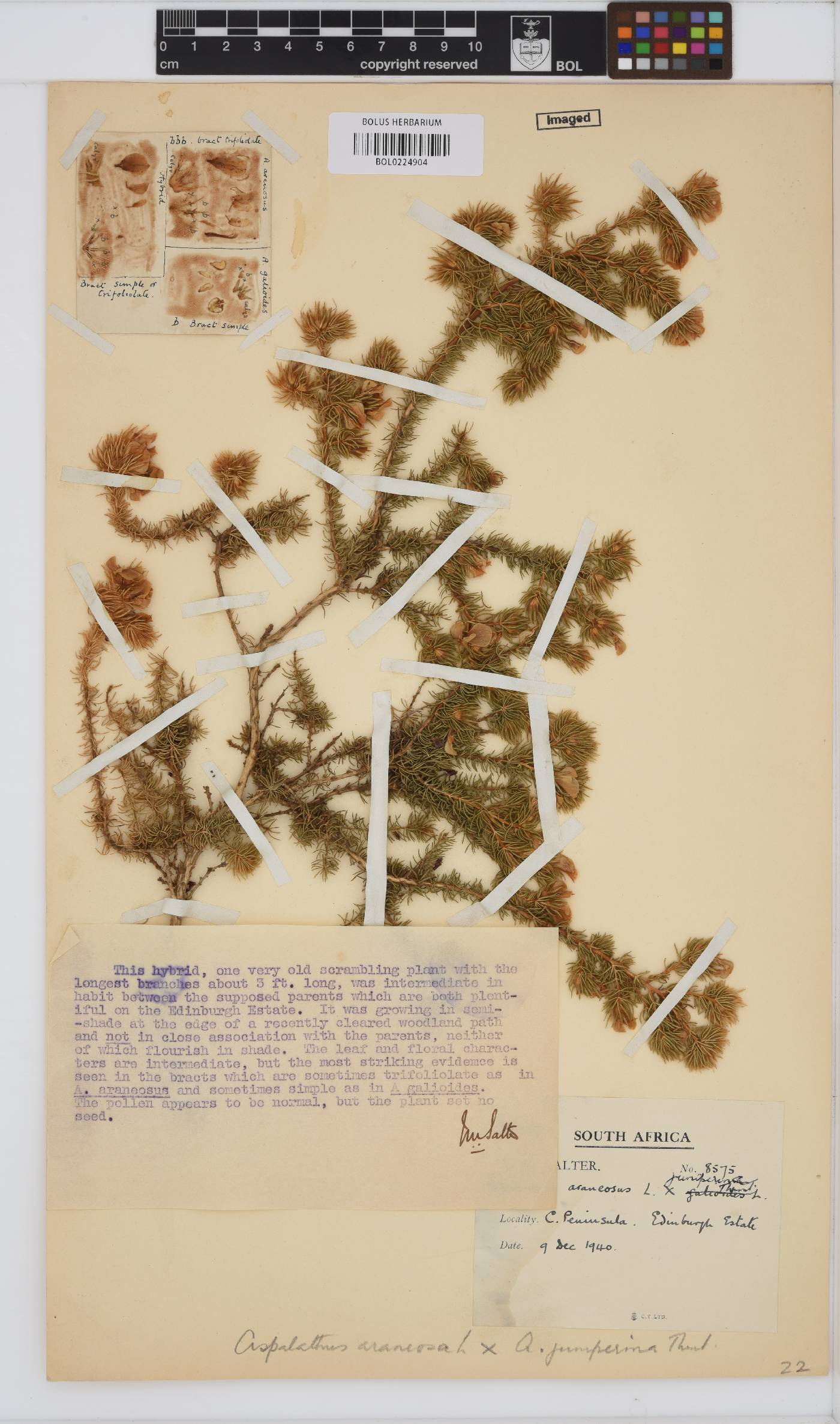 Aspalathus araneosa image