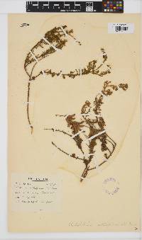 Melolobium aethiopicum image