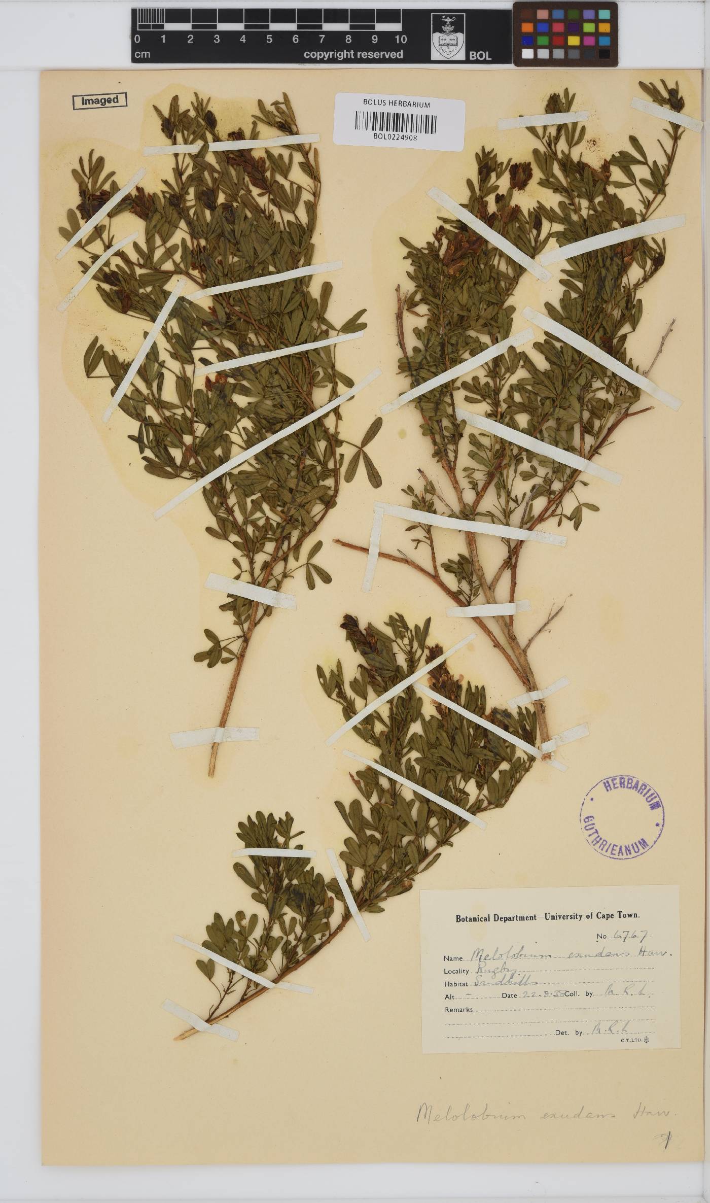 Melolobium exudans image