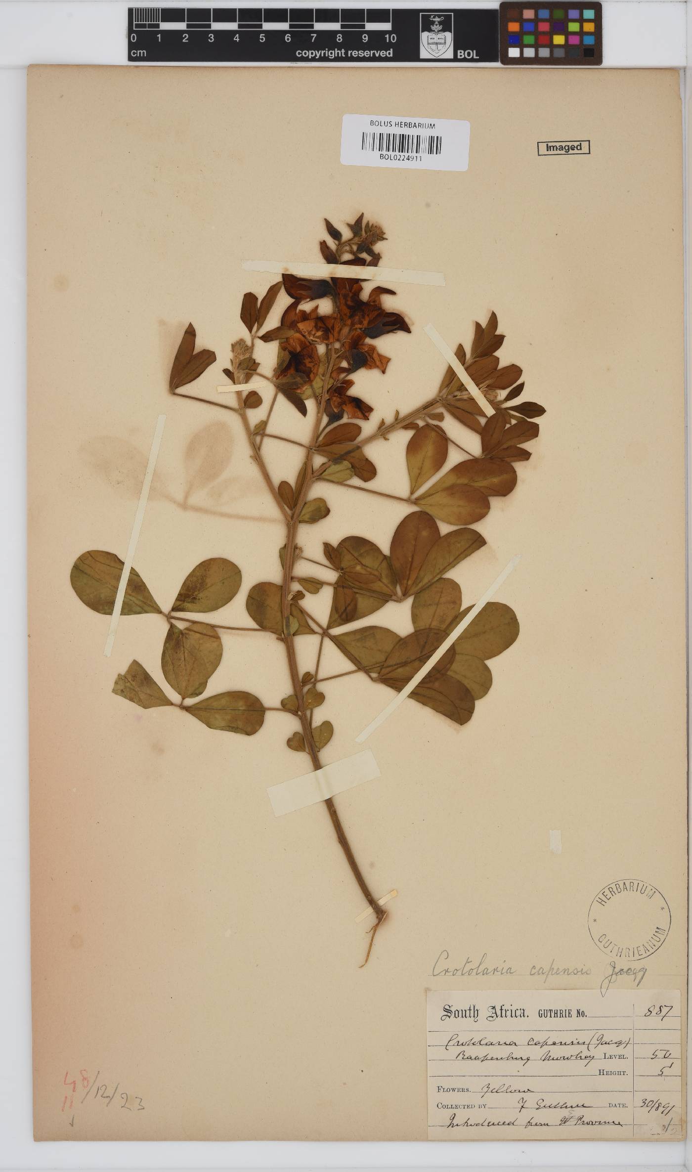 Crotalaria capensis image