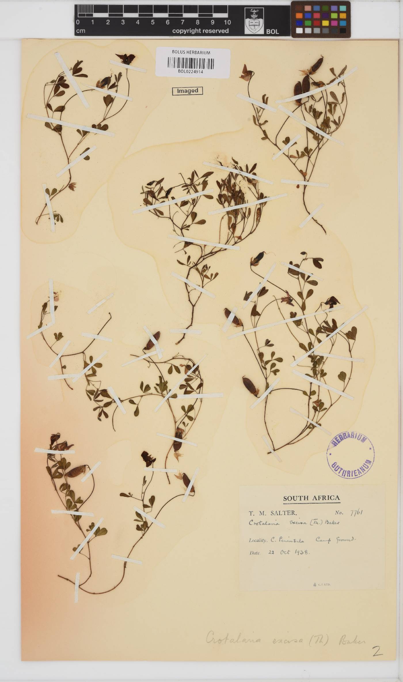 Crotalaria excisa image