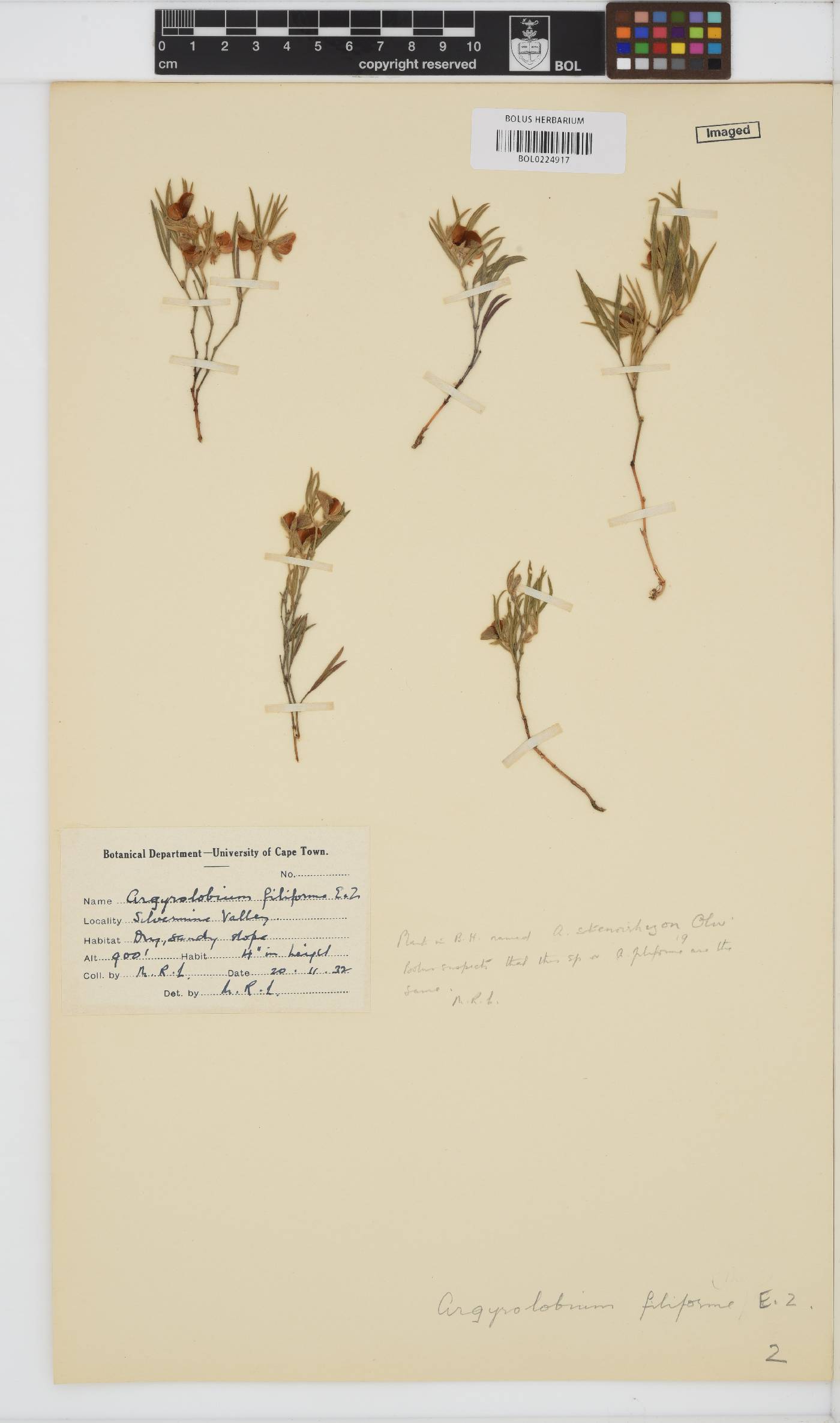 Argyrolobium filiforme image