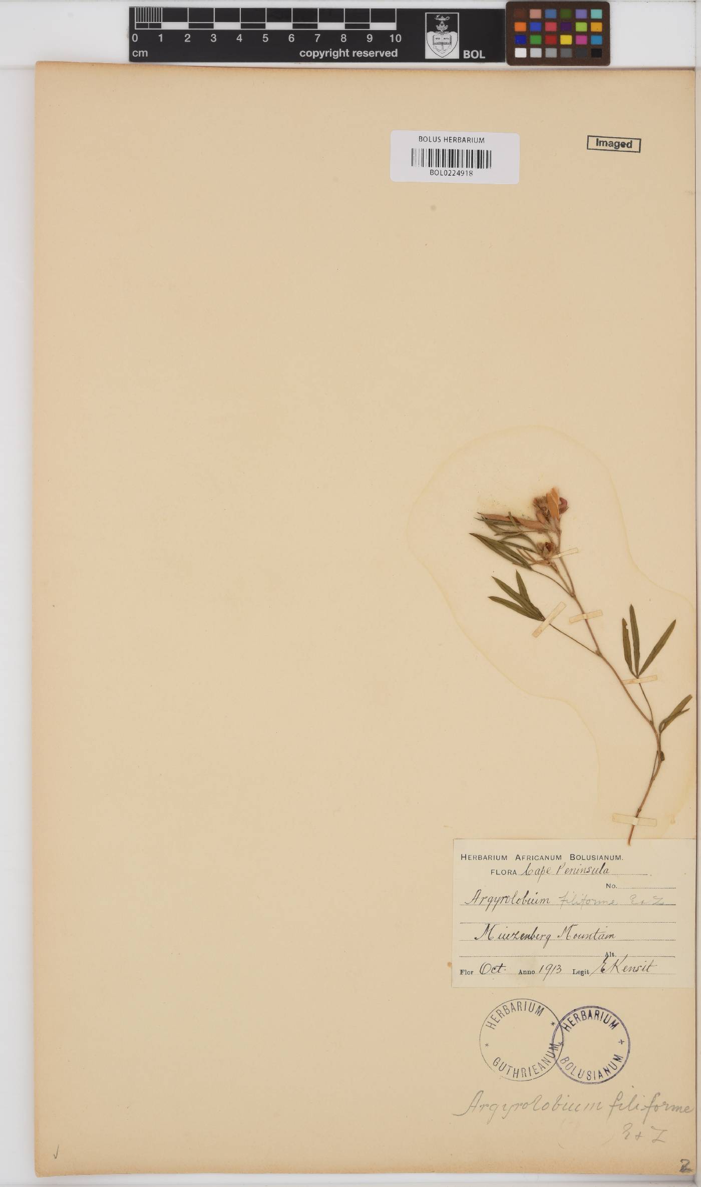 Argyrolobium filiforme image