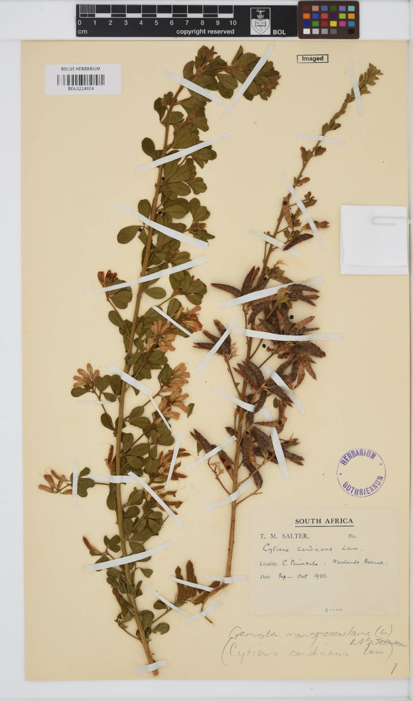 Genista monspessulana image