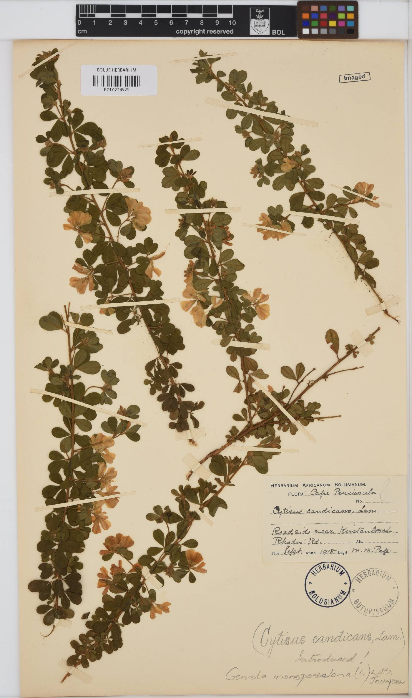 Genista monspessulana image