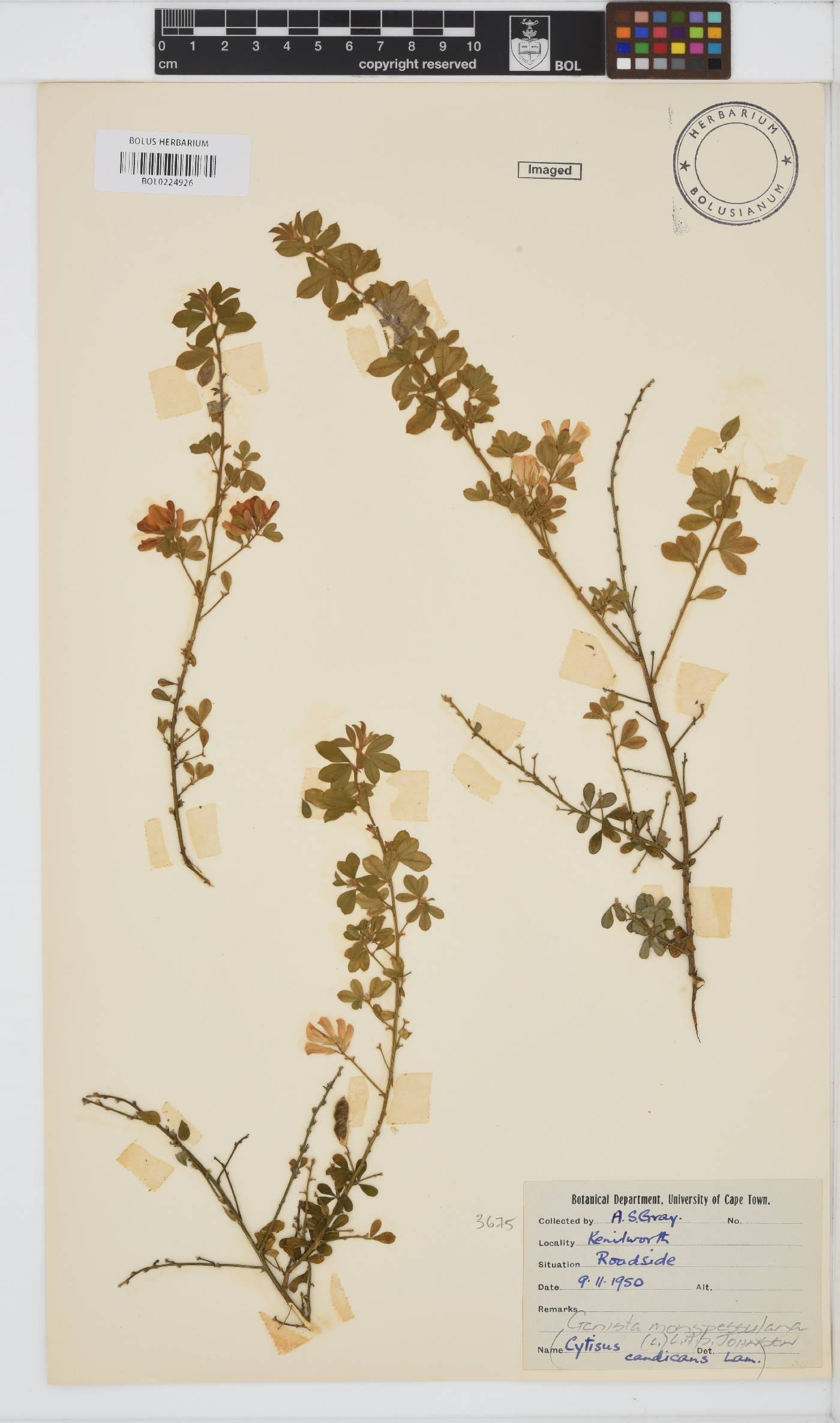 Genista monspessulana image