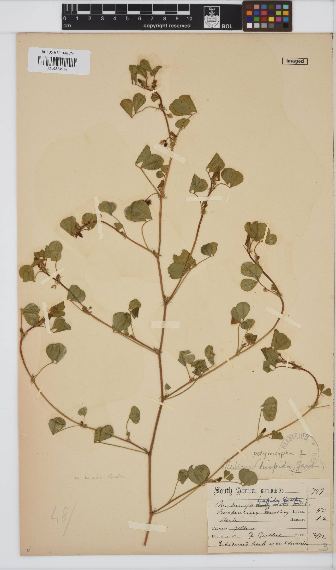 Medicago polymorpha image