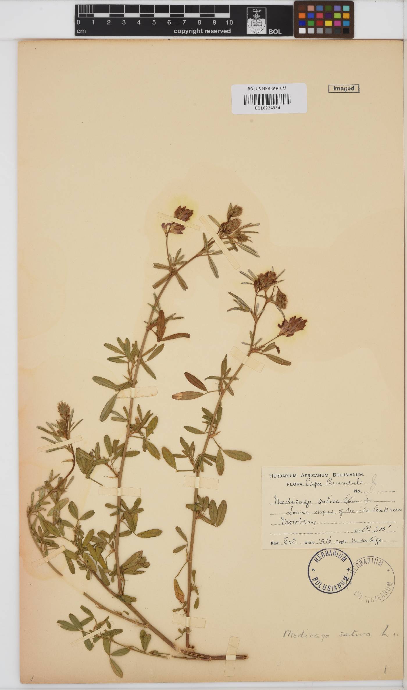 Medicago sativa image