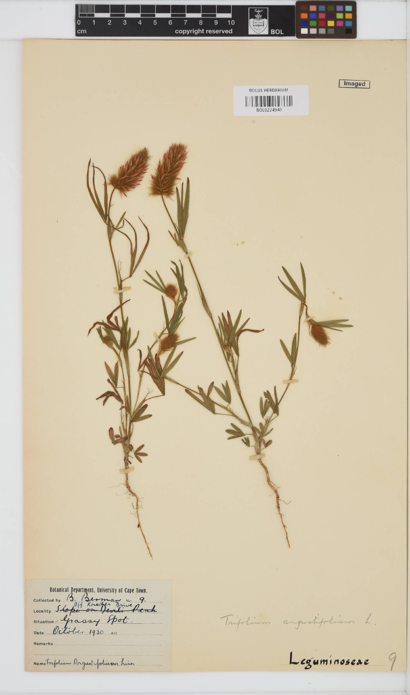 Trifolium angustifolium var. angustifolium image