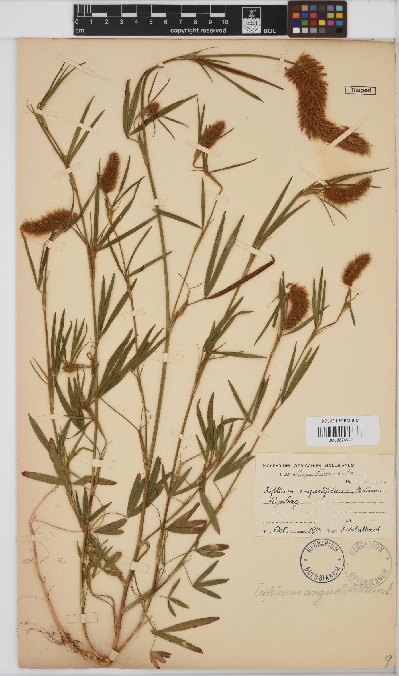 Trifolium angustifolium var. angustifolium image