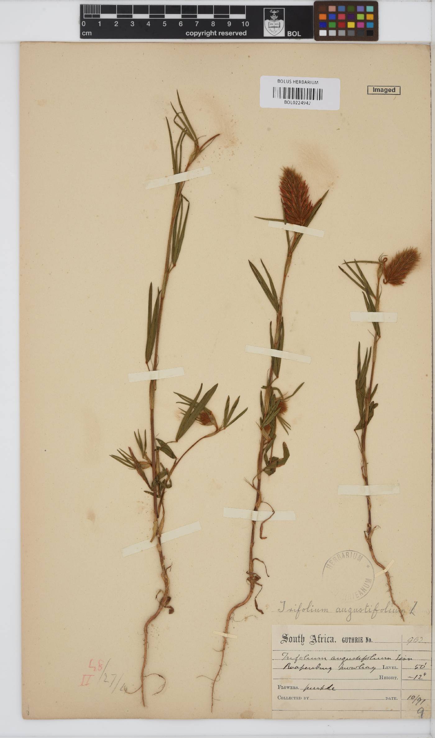 Trifolium angustifolium image