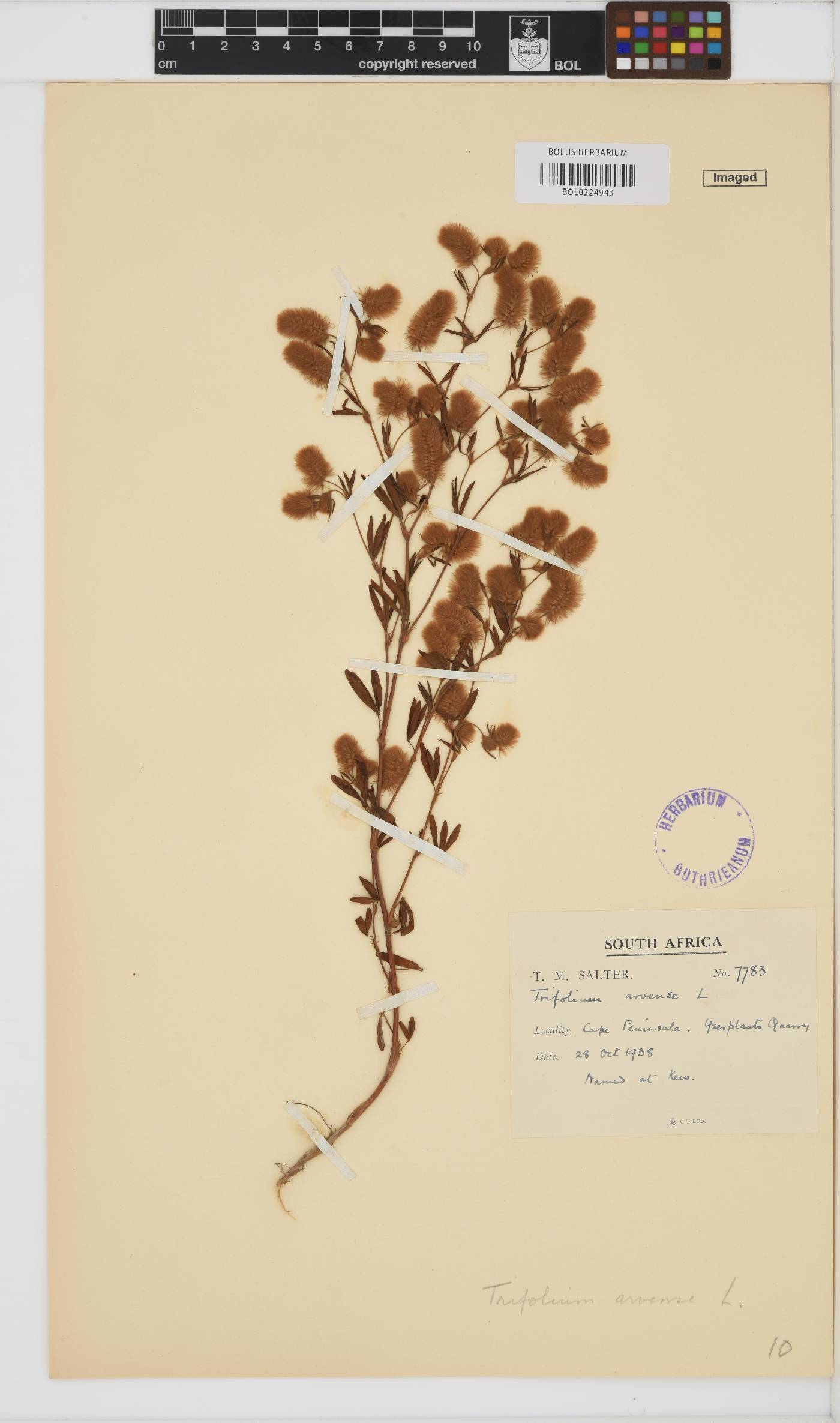 Trifolium arvense image