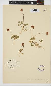 Trifolium burchellianum image